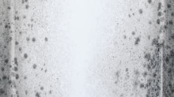 Mould on a white wall