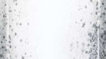 Mould on a white wall