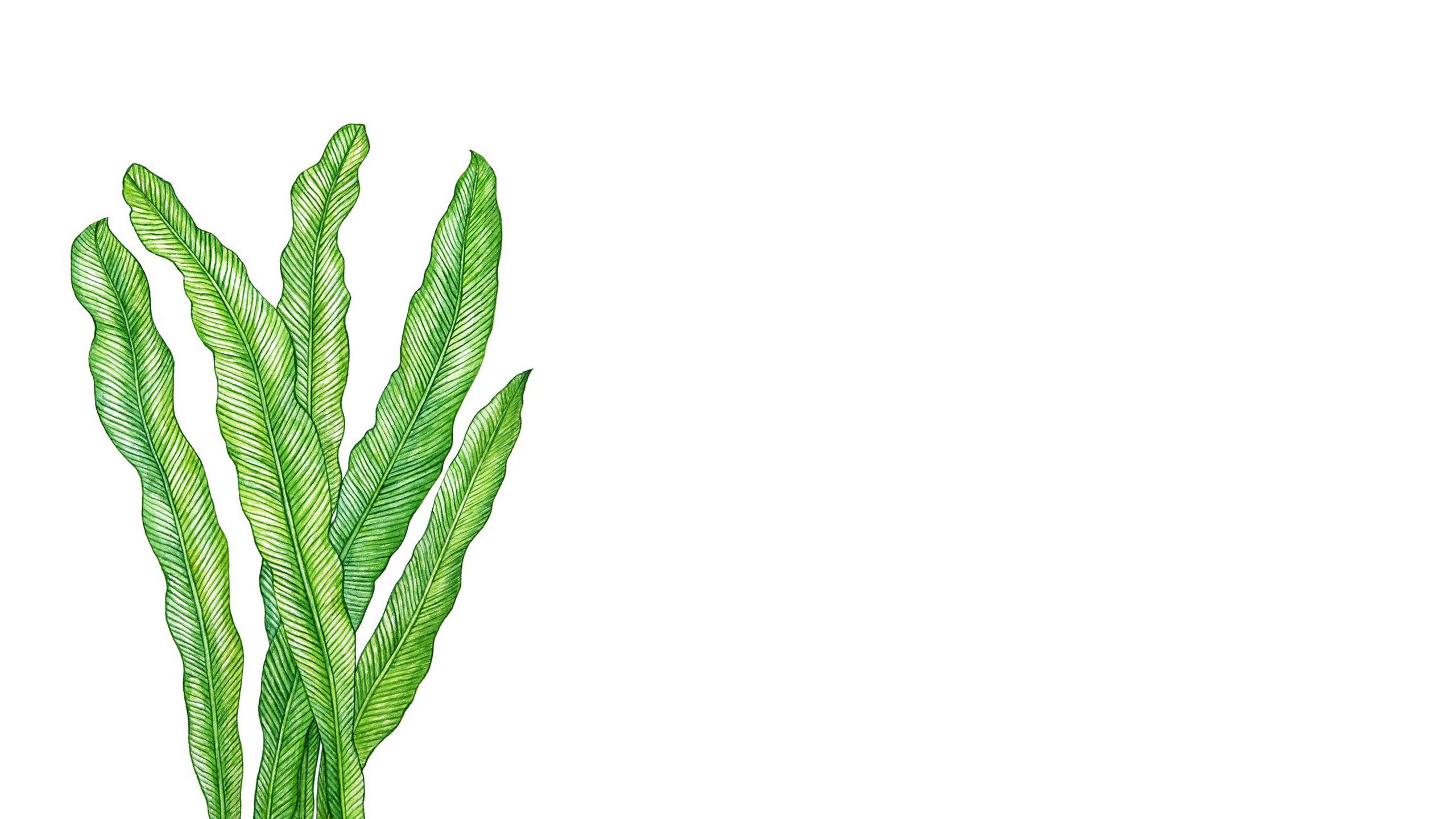 Illustrated image of large bird nest Fern leaves