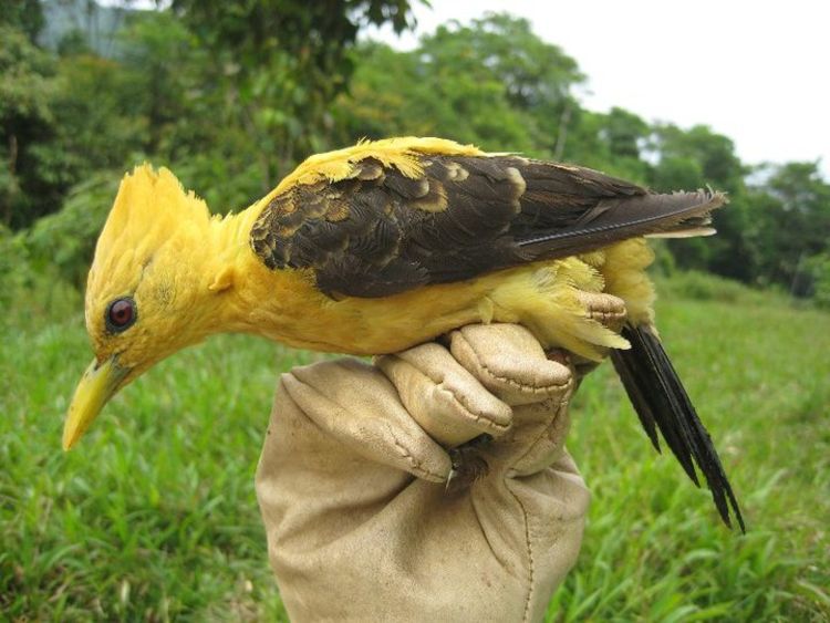 A cream-coloured woodpecker sitting on a gloved hand. It's yellow in colour with a tufted head and a yellow break. Some of the wings and tail feathers are brown.