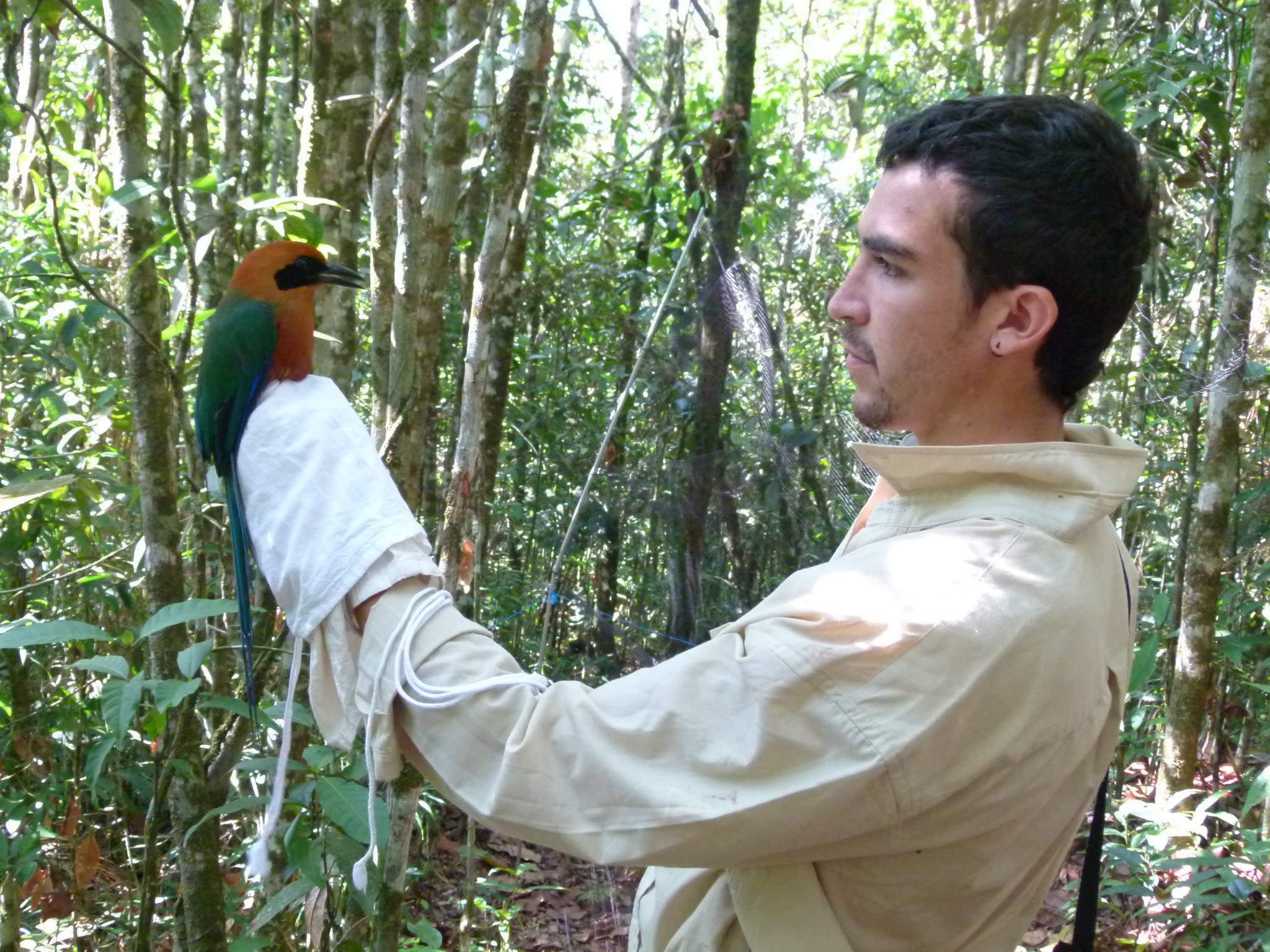 Dr Pablo Negret cradling a rufous motmot in a jungle setting, wearing a cream-coloured shirt. The bird has green-coloured wings and an orange body with a black mark over the eyes and beak