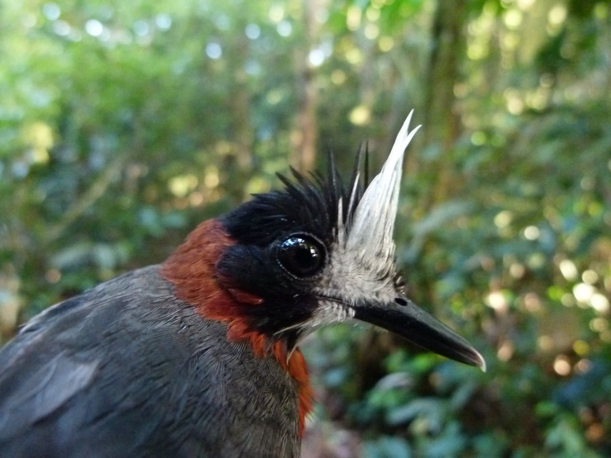 A close-up of the head of a white-plumed antbird. Its body is grey in colour, with a red throat, a black head and a white tufted feather just above the black-coloured beak.
