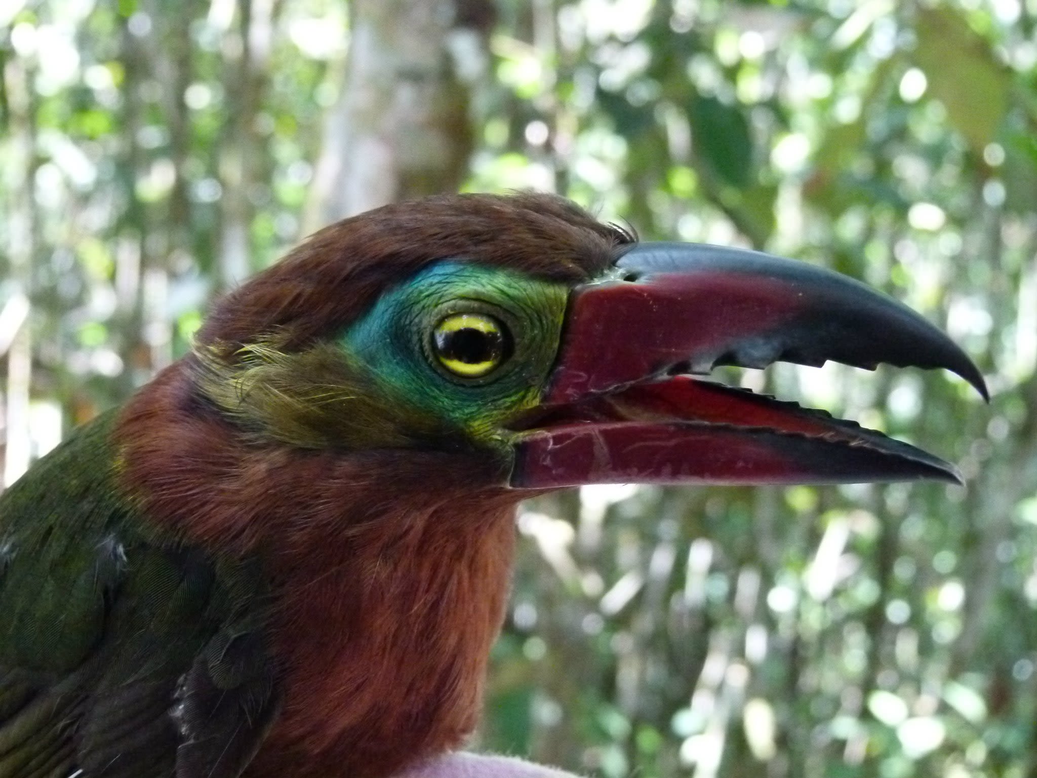 A golden-collared toucanet, which is is a multi-coloured bird with patches of various colours including red, green and yellow with vivid yellow eyes and a red and blue coloured beak.