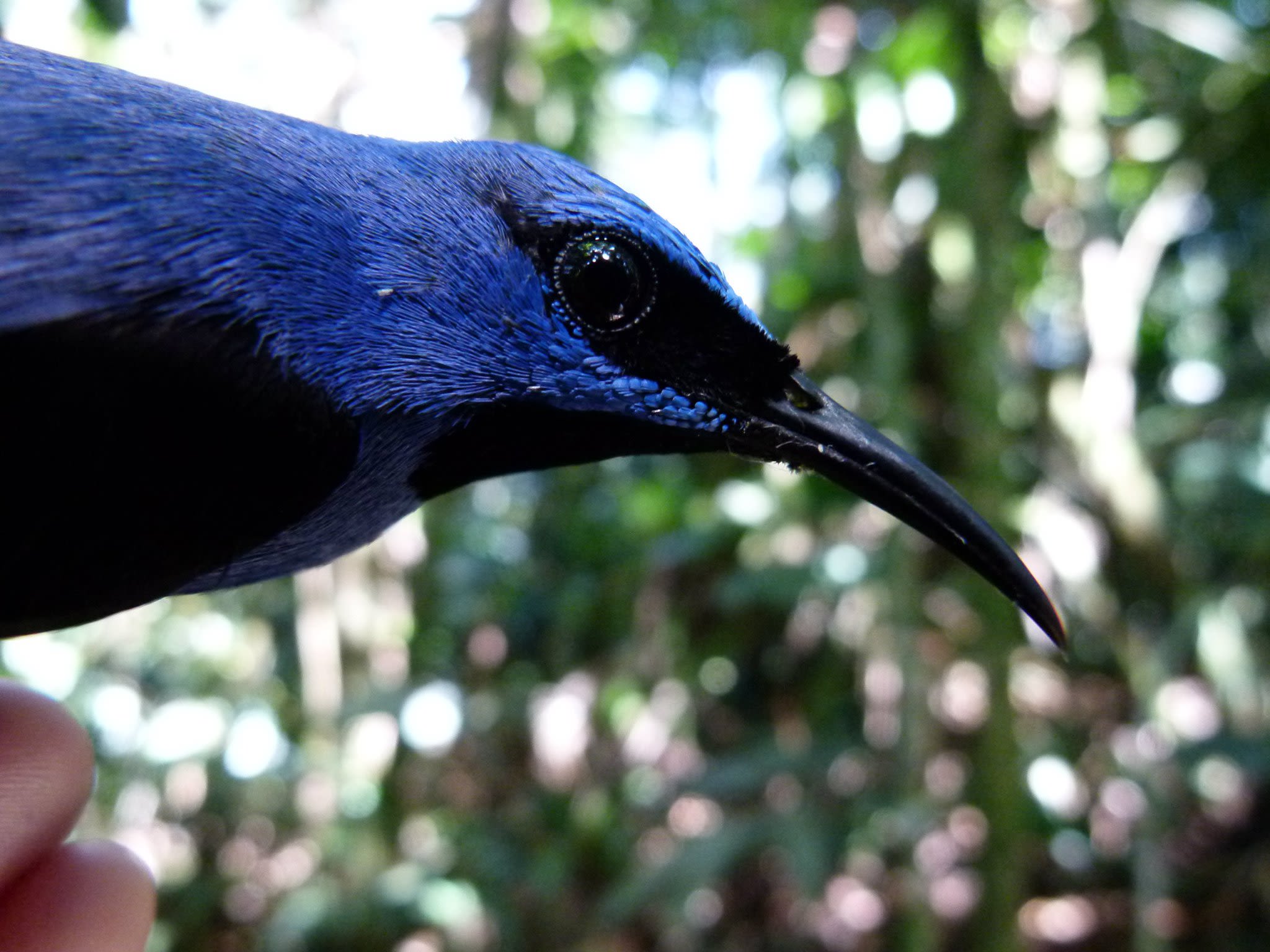 The head of a purple honeycreeper, which is actually royal blue and black in colour with black on the belly and around the eyes. It has a curved black beak.