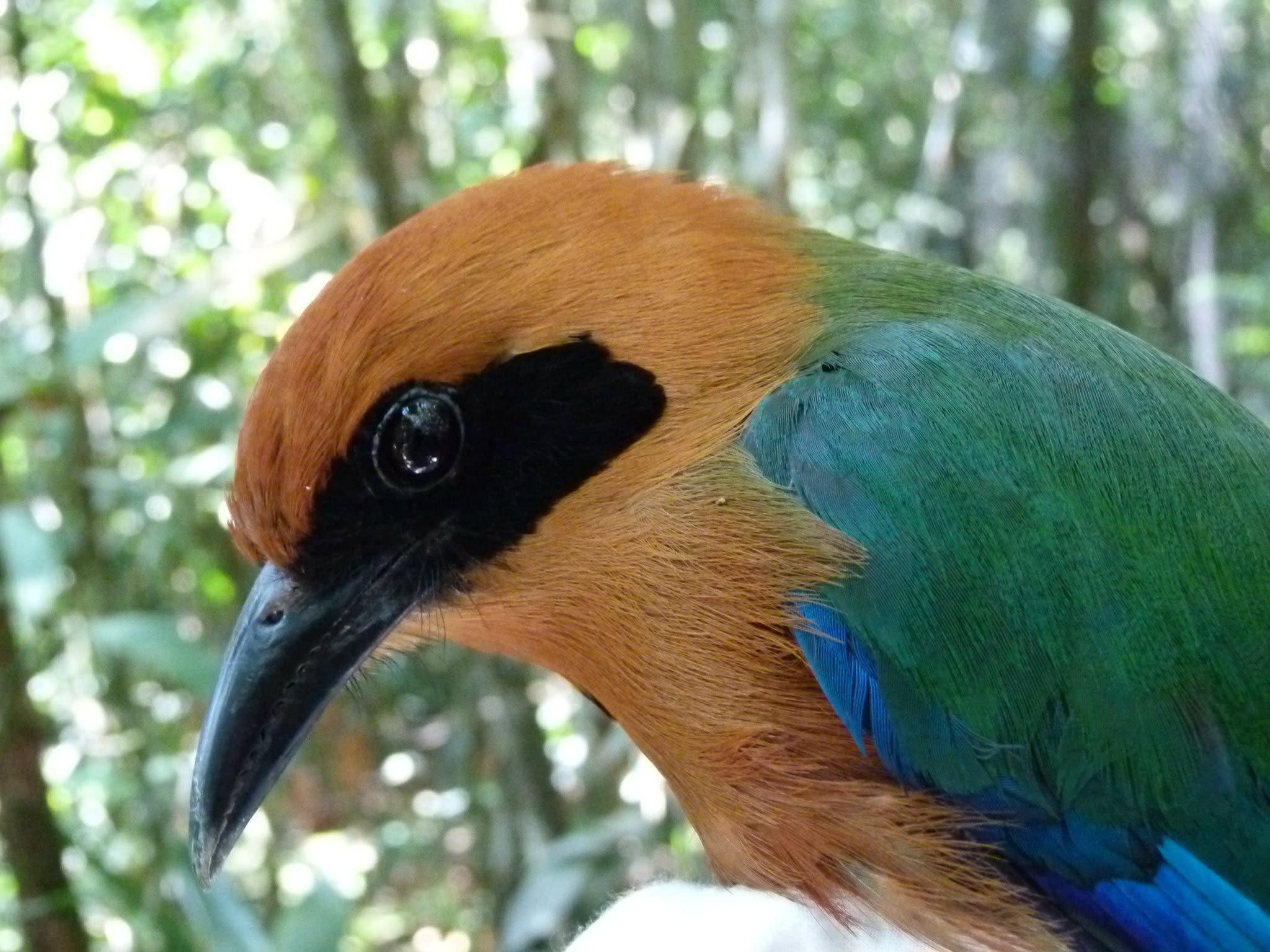 A rufous motmot which is orange, green and blue in colour, with a back beak and black ring around the eyes