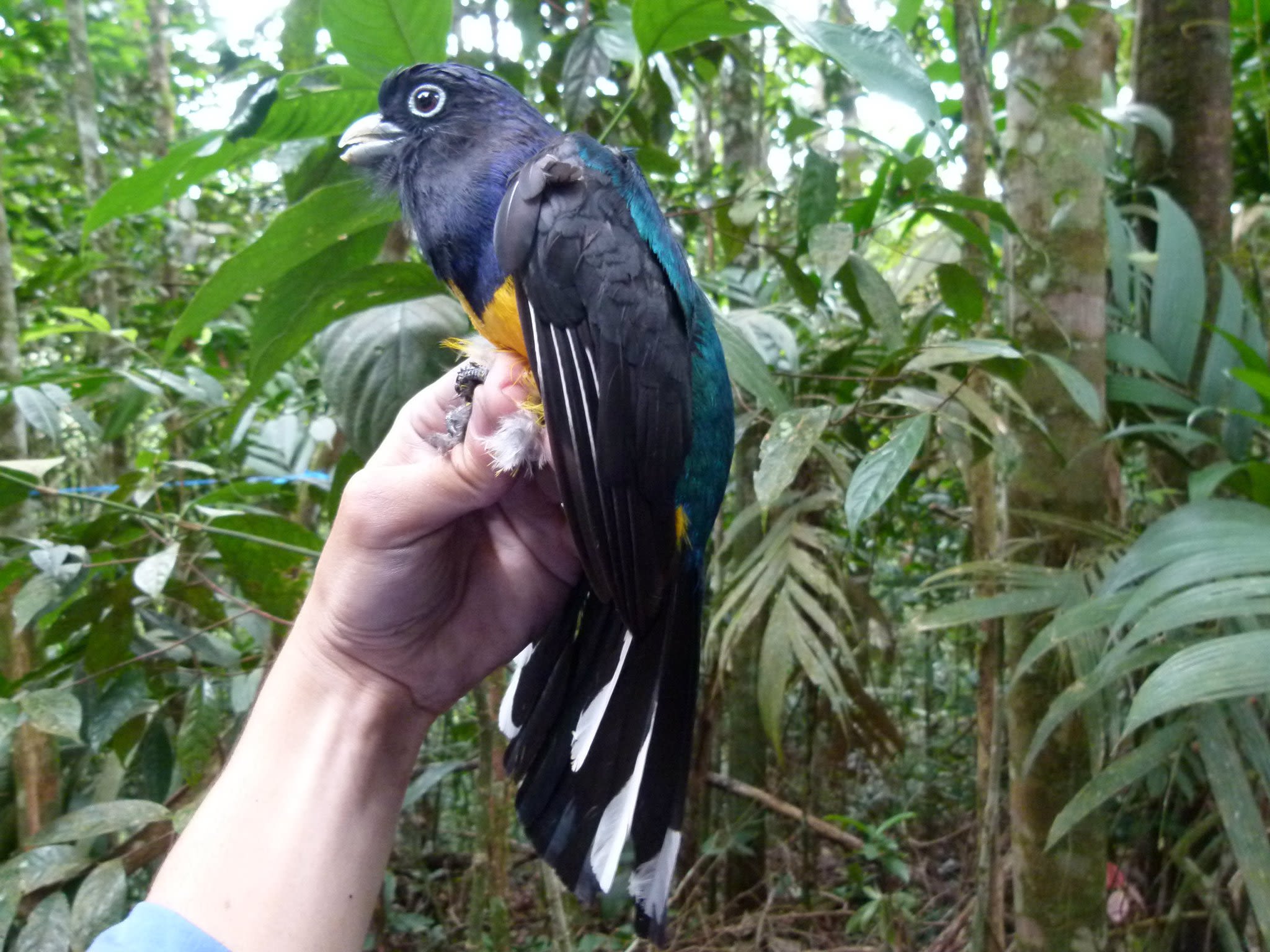 A green-backed trogon sitting on a man's hand/ It has a dark blue and black head, white beak, black wings with white stripes, a yellow belly and vivid green on its back.