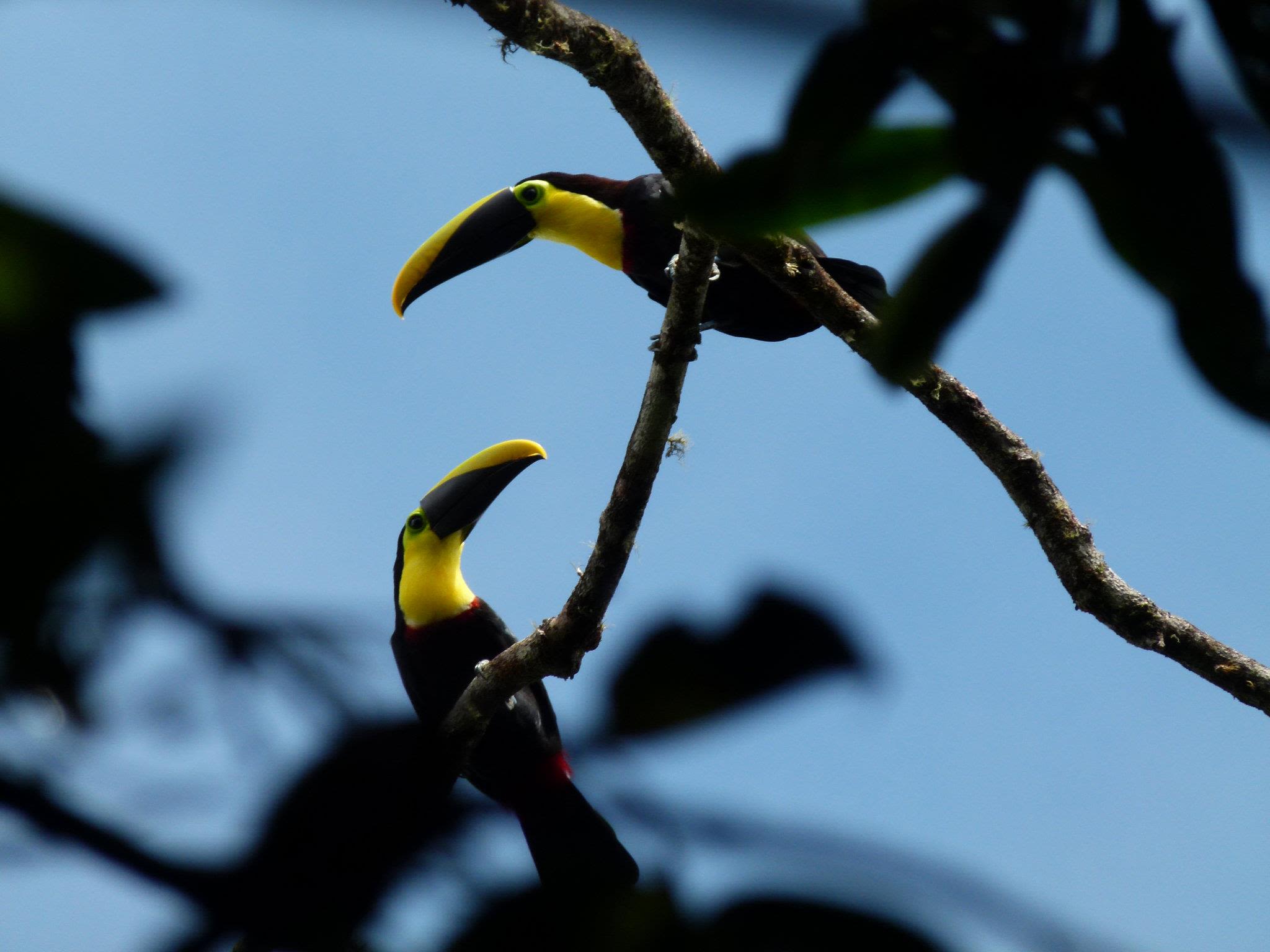 A picture of two yellow-throated toucans sitting on a branch with the blue sky behind. They have dark coloured bodies, but mostly yellow heads and the top section of beak is also yellow.