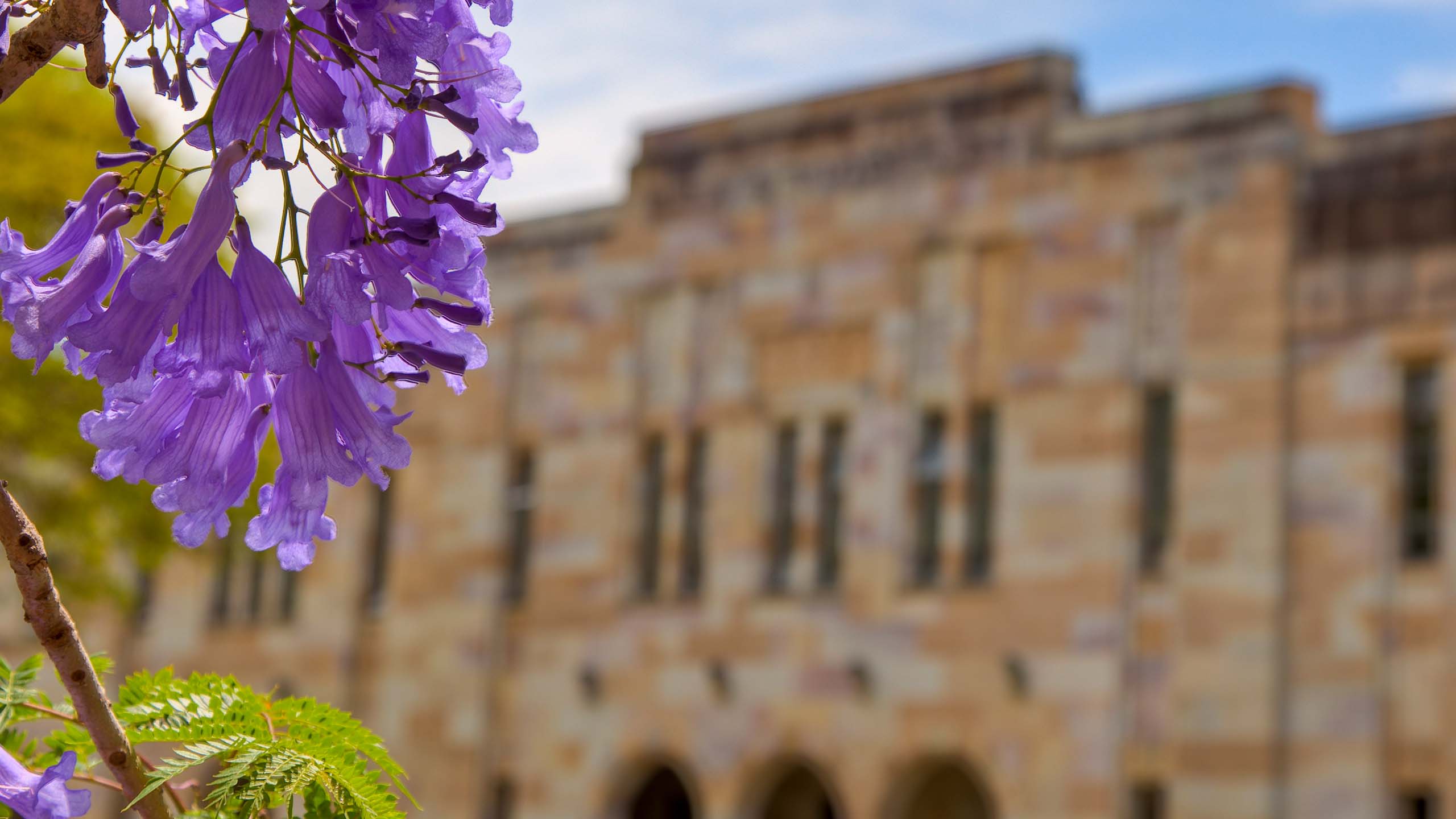 A purple jacaranda flower with a sandstone building behind it