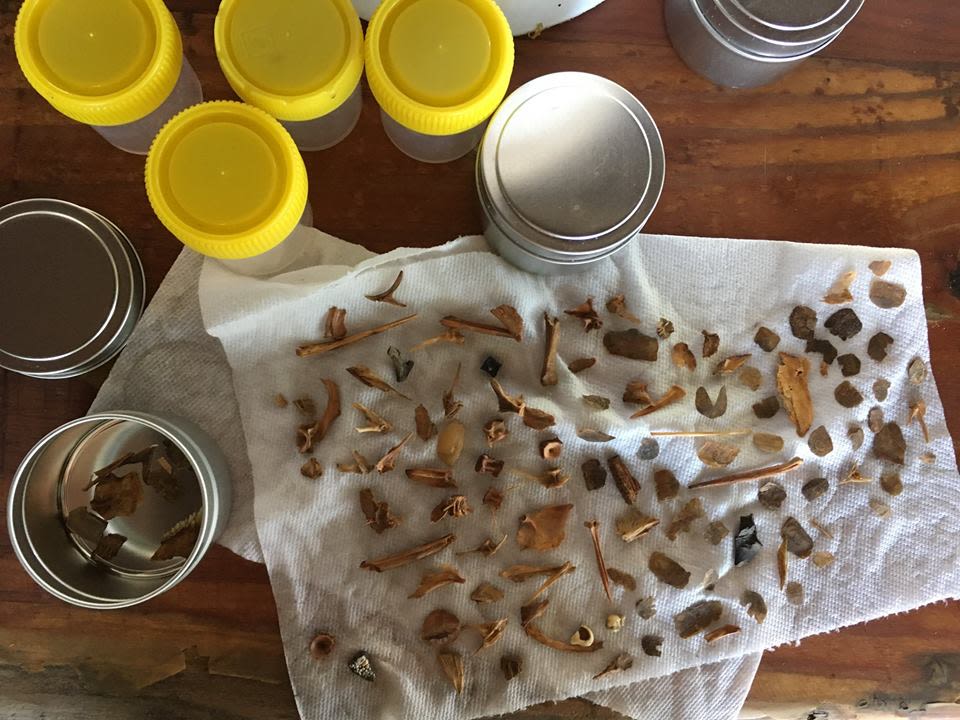 Cleaning and drying all the sieved faunal material from the excavation.