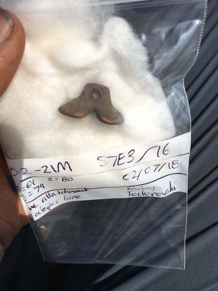 One of the interesting pieces of archaeological material found during the excavation – part of a prehistoric fish hook!
