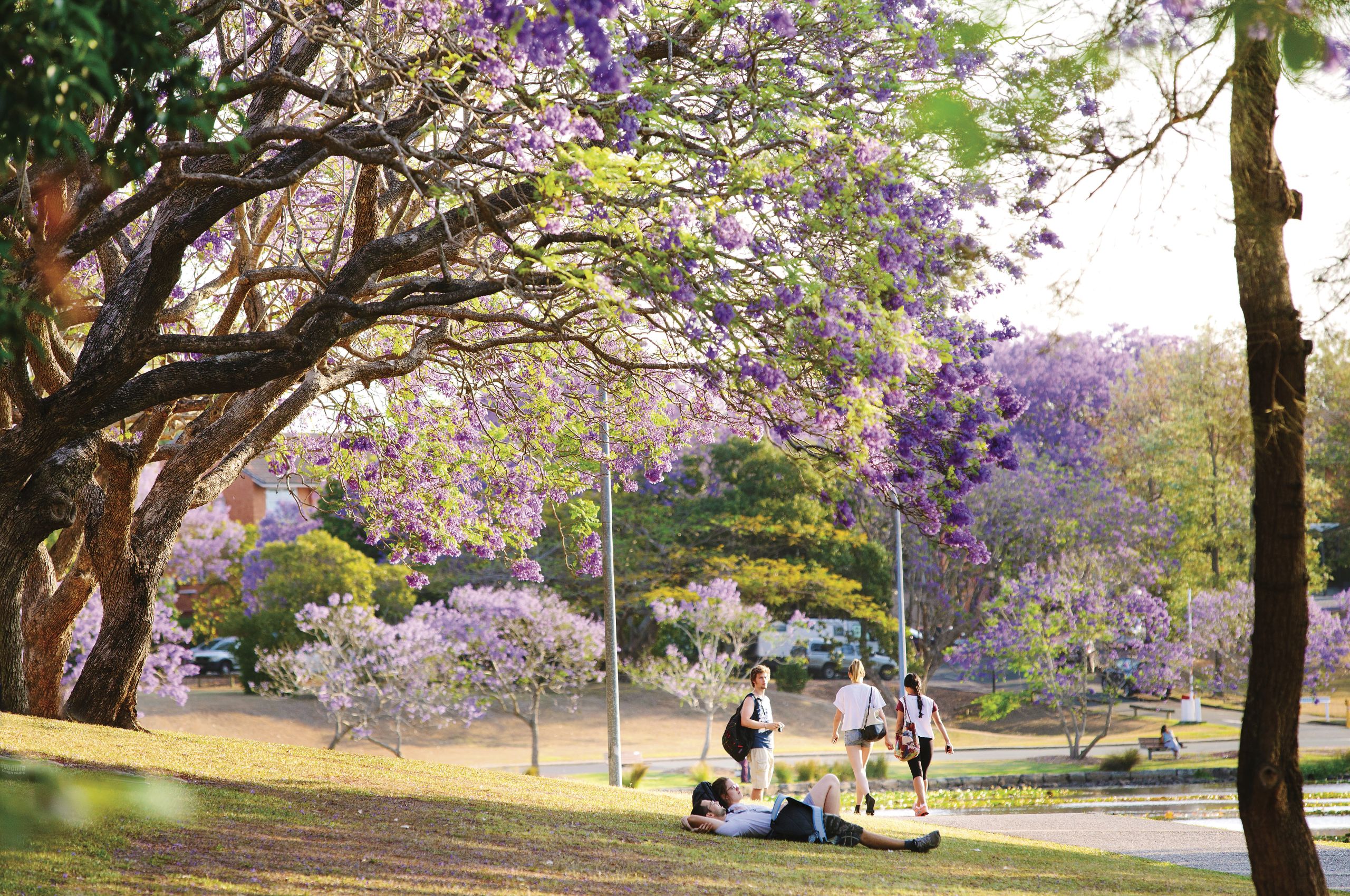 Jacarandas at the UQ Lakes