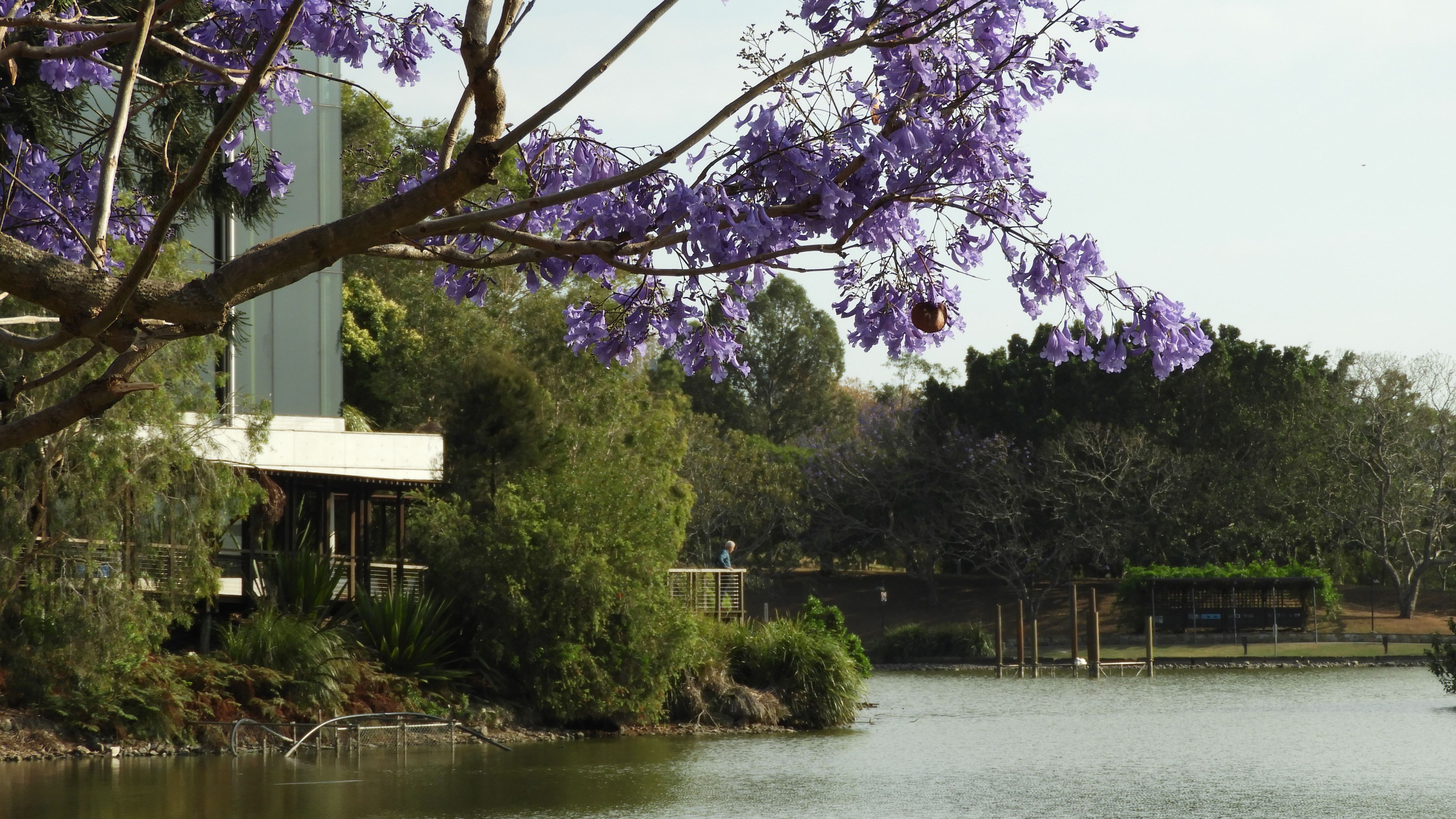 Side view of UK Lakes with jacaranda in bloom across the front of shot