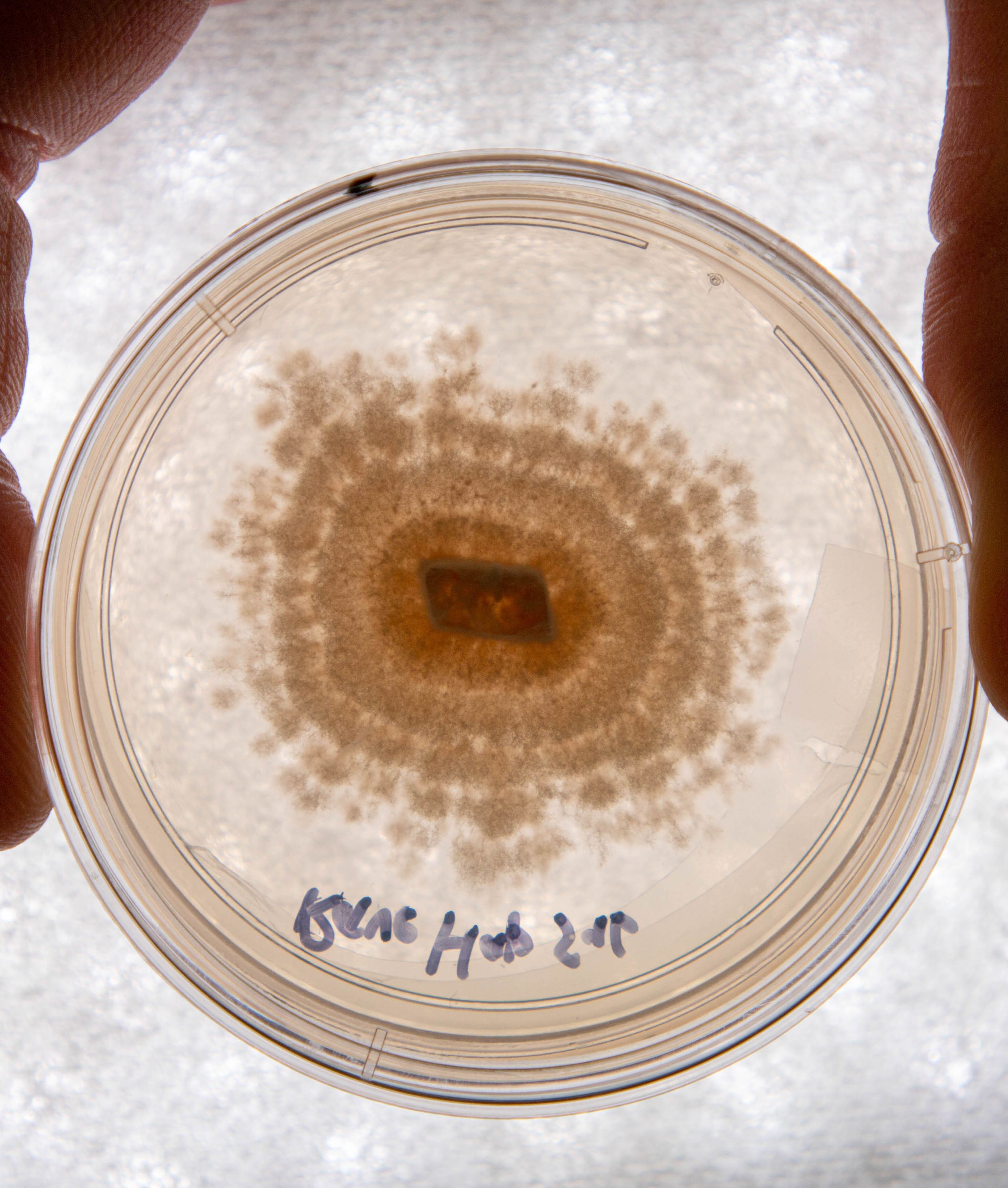 A haploid culture of Psilocybe subaeruginosa. Image: Megan Pope, UQ.