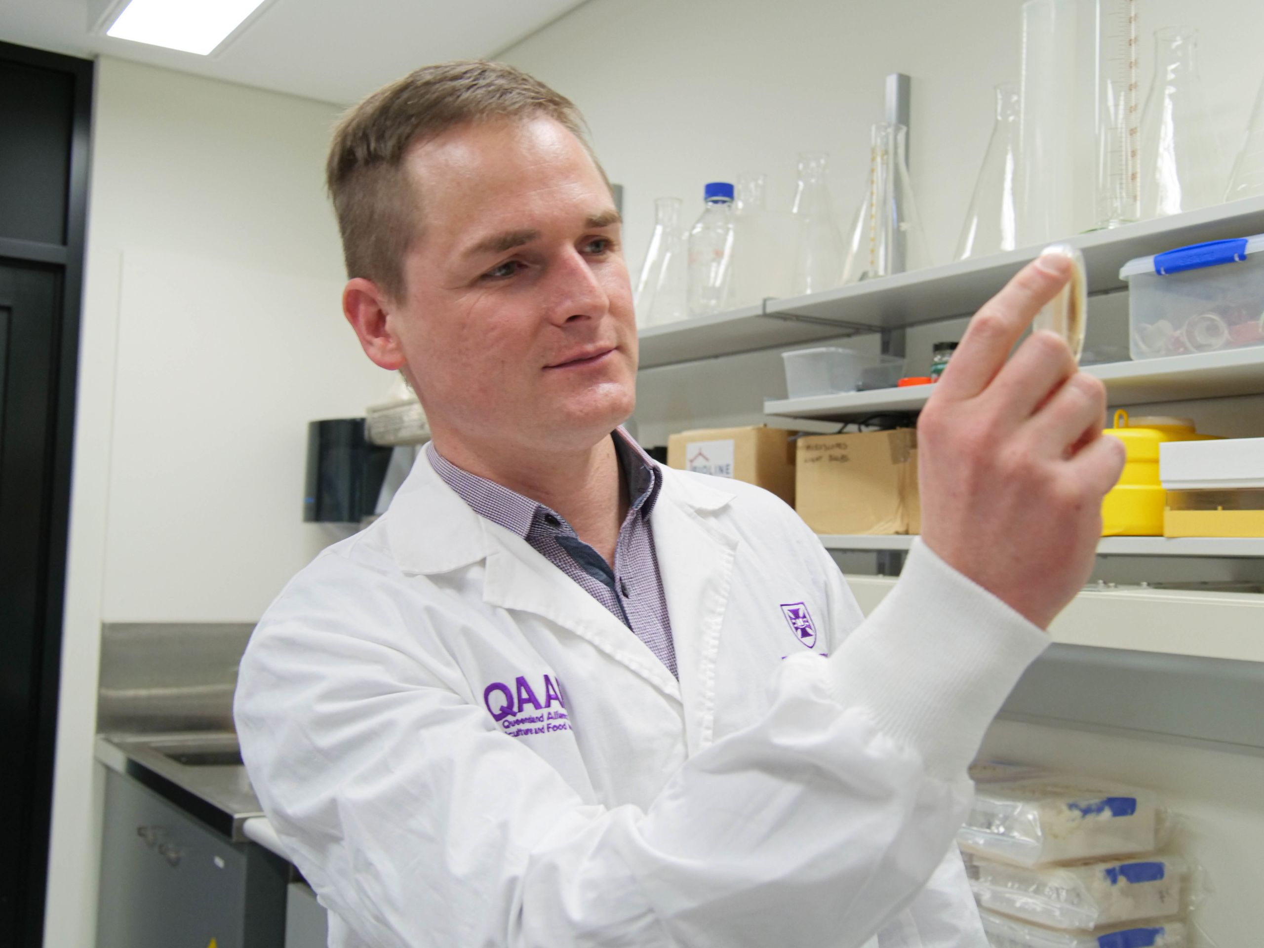 Dr Alistair McTaggart inspects a sample at the QAAFI lab. Image: UQ