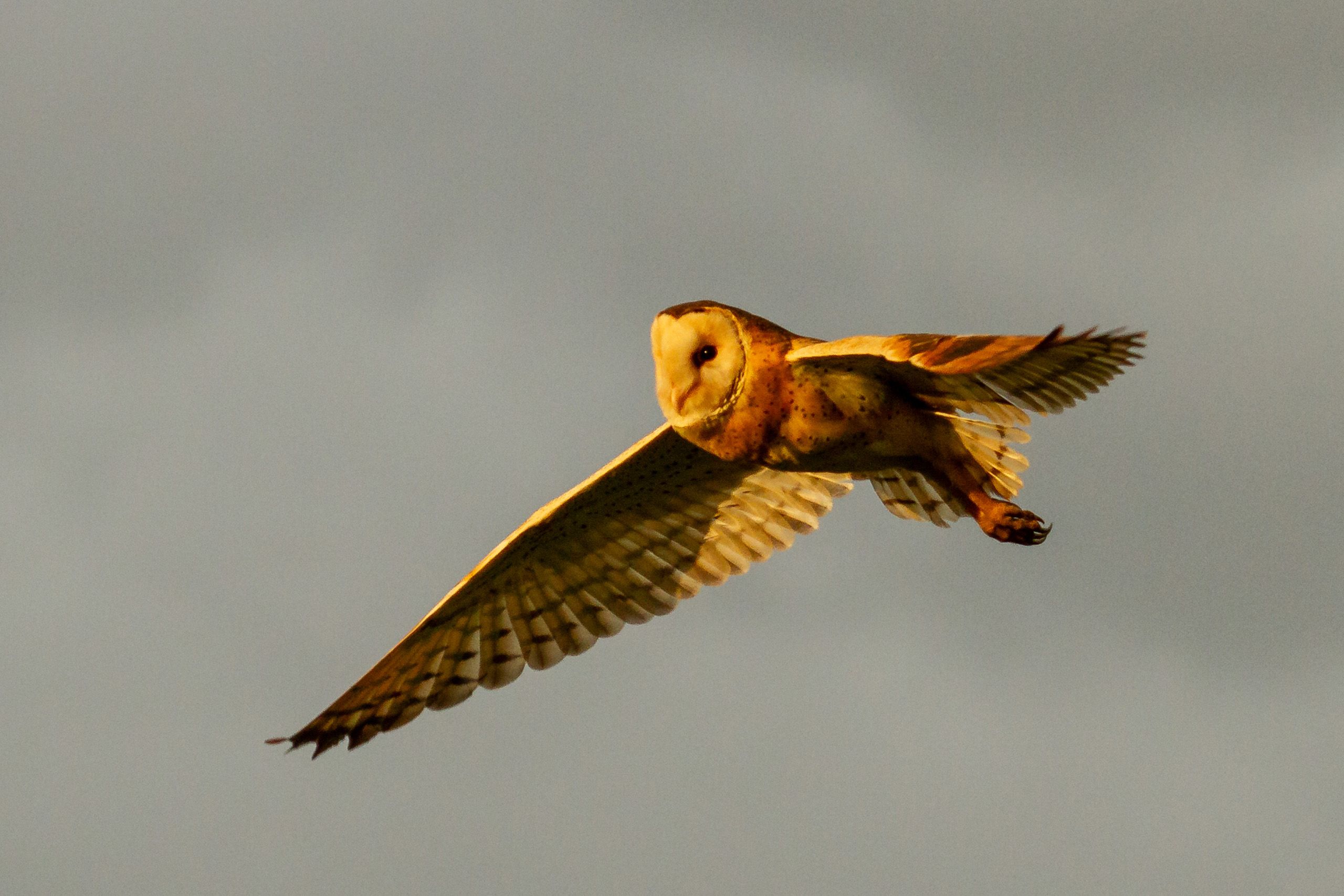 A grass owl mid-air, it's wings outstretched