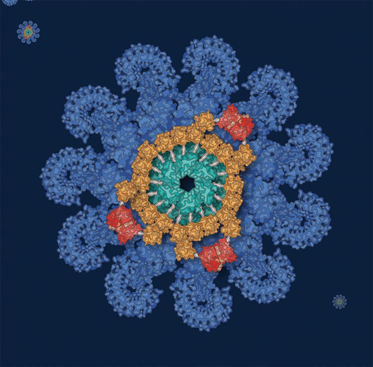 The inflammasome.