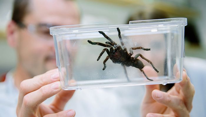 A molecule from the K'gari (Fraser Island) funnel web spider could inspire treatments for stroke and spinal injuries.