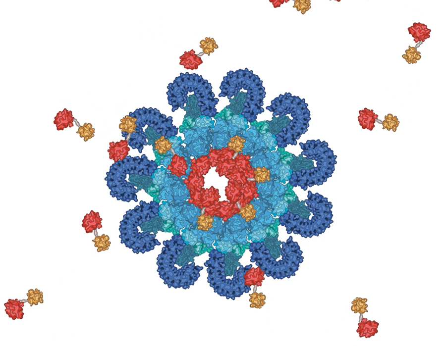 inflammasome image