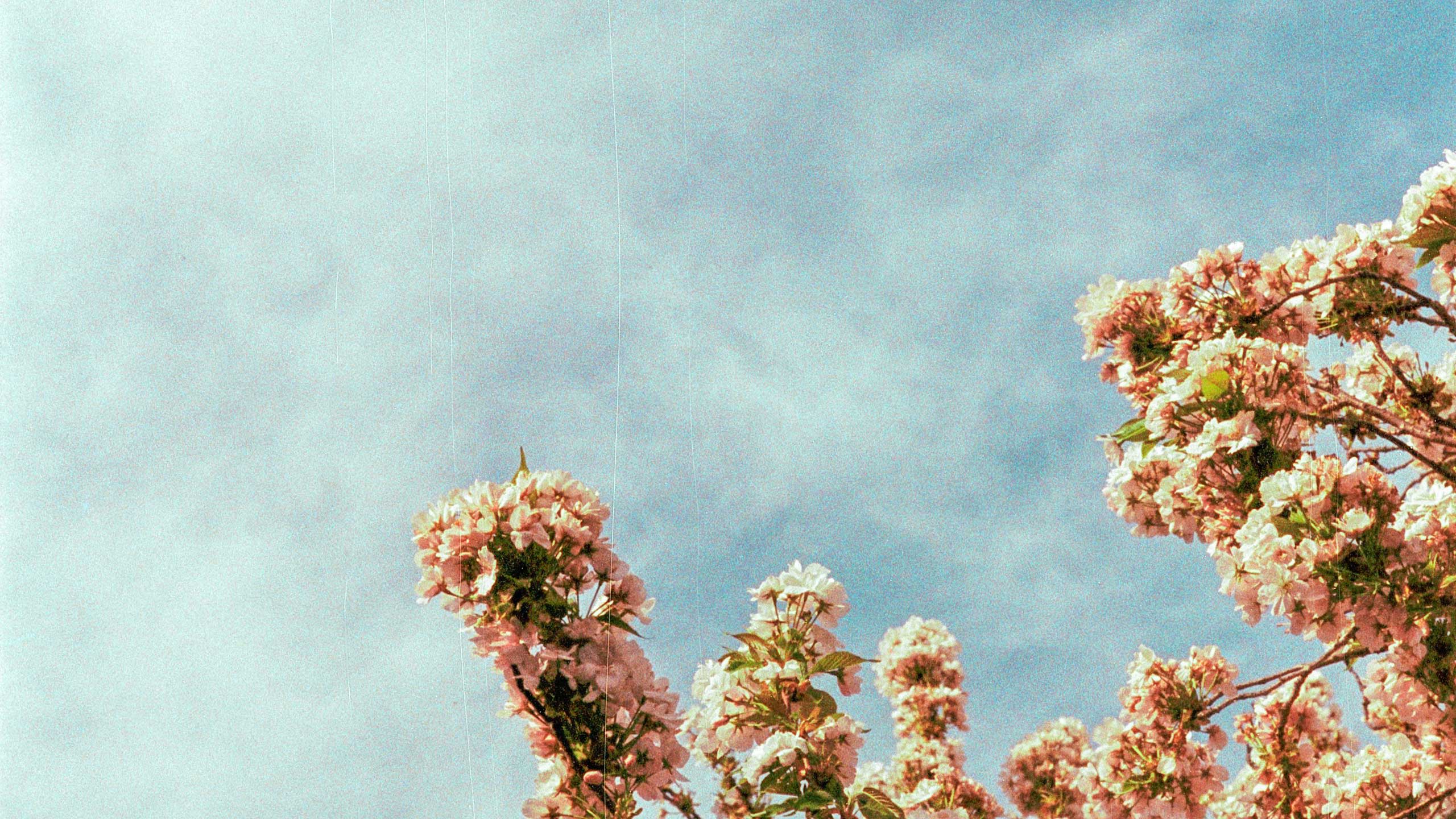 Image: Artists Eyes - image of a blue sky with a bloom of pink cherry blossoms in the lower right corner, the image looks like a photo from the 80s
