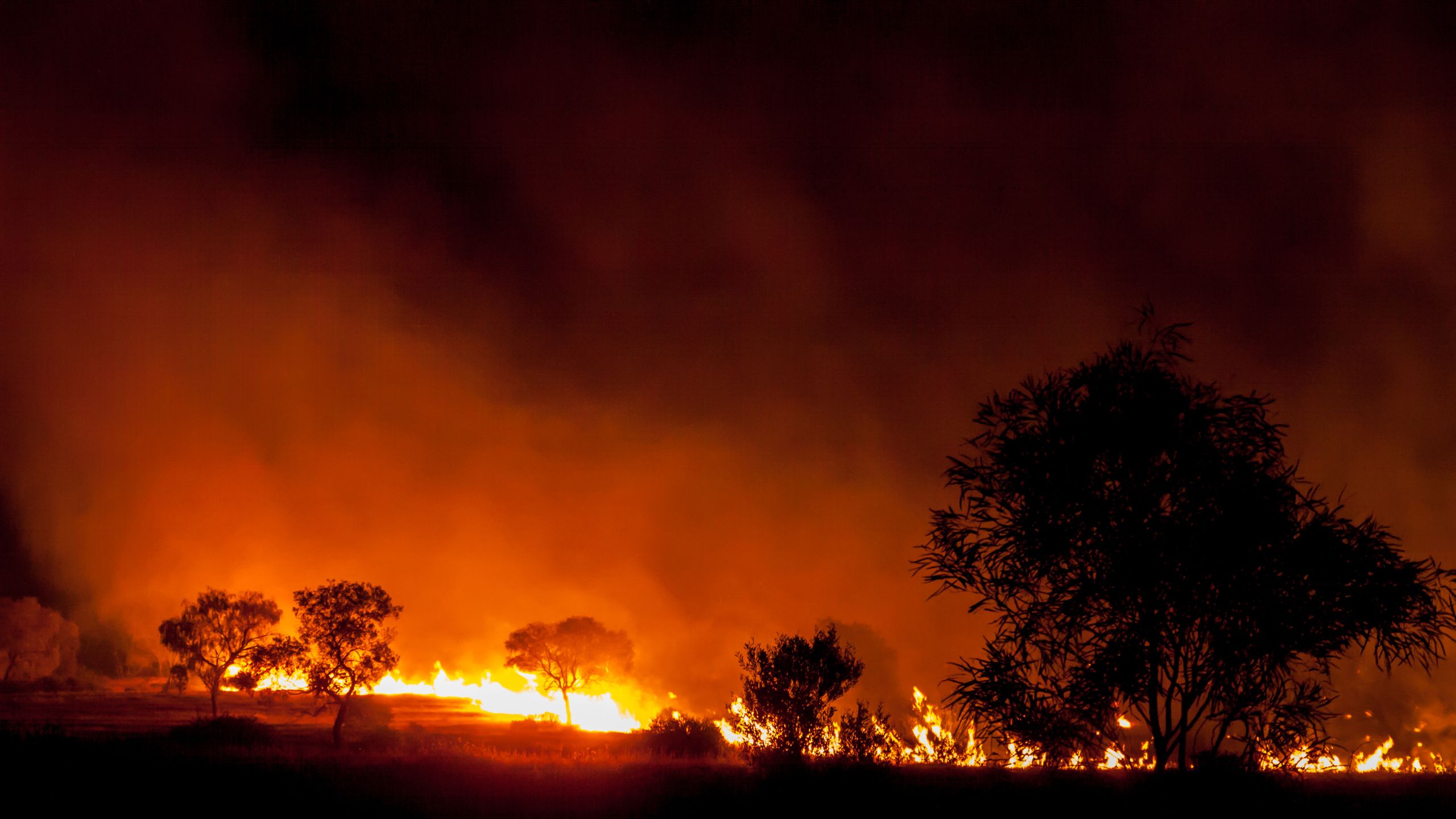 bushfire burning at night