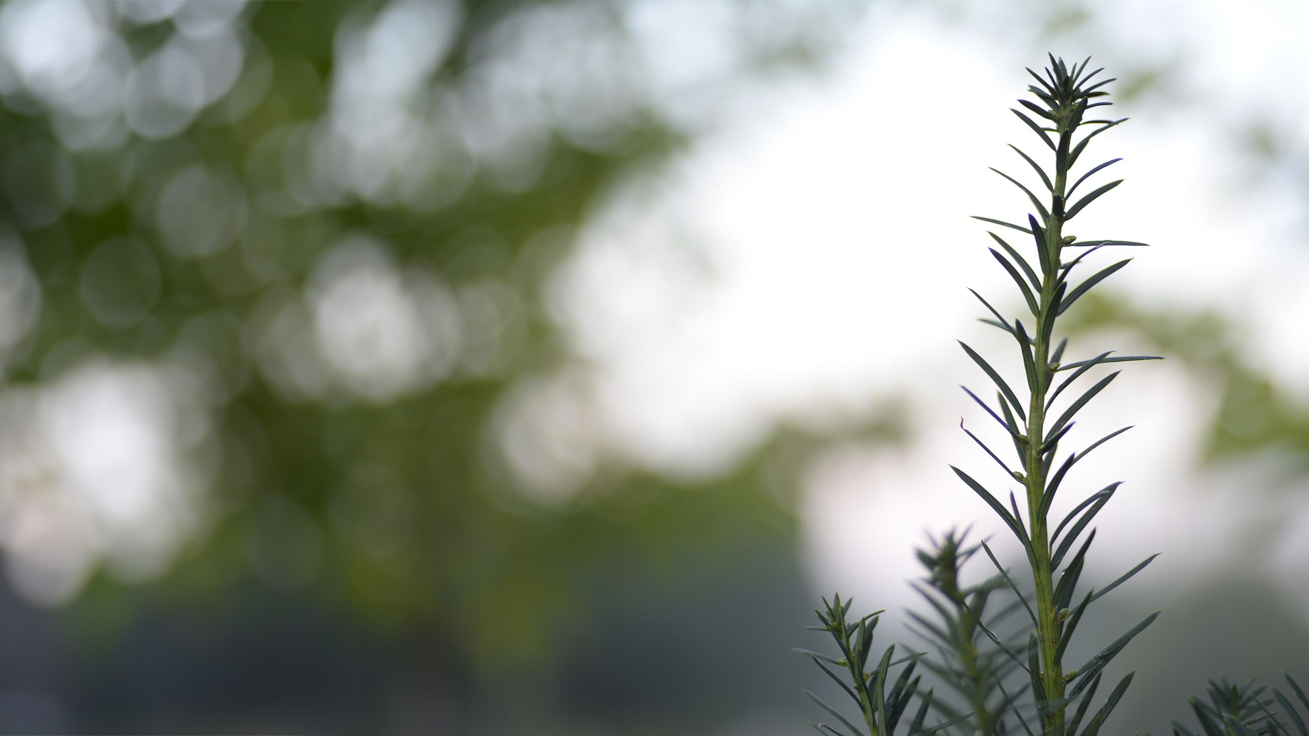 Branches of a green tree in front of a blurred white and green background