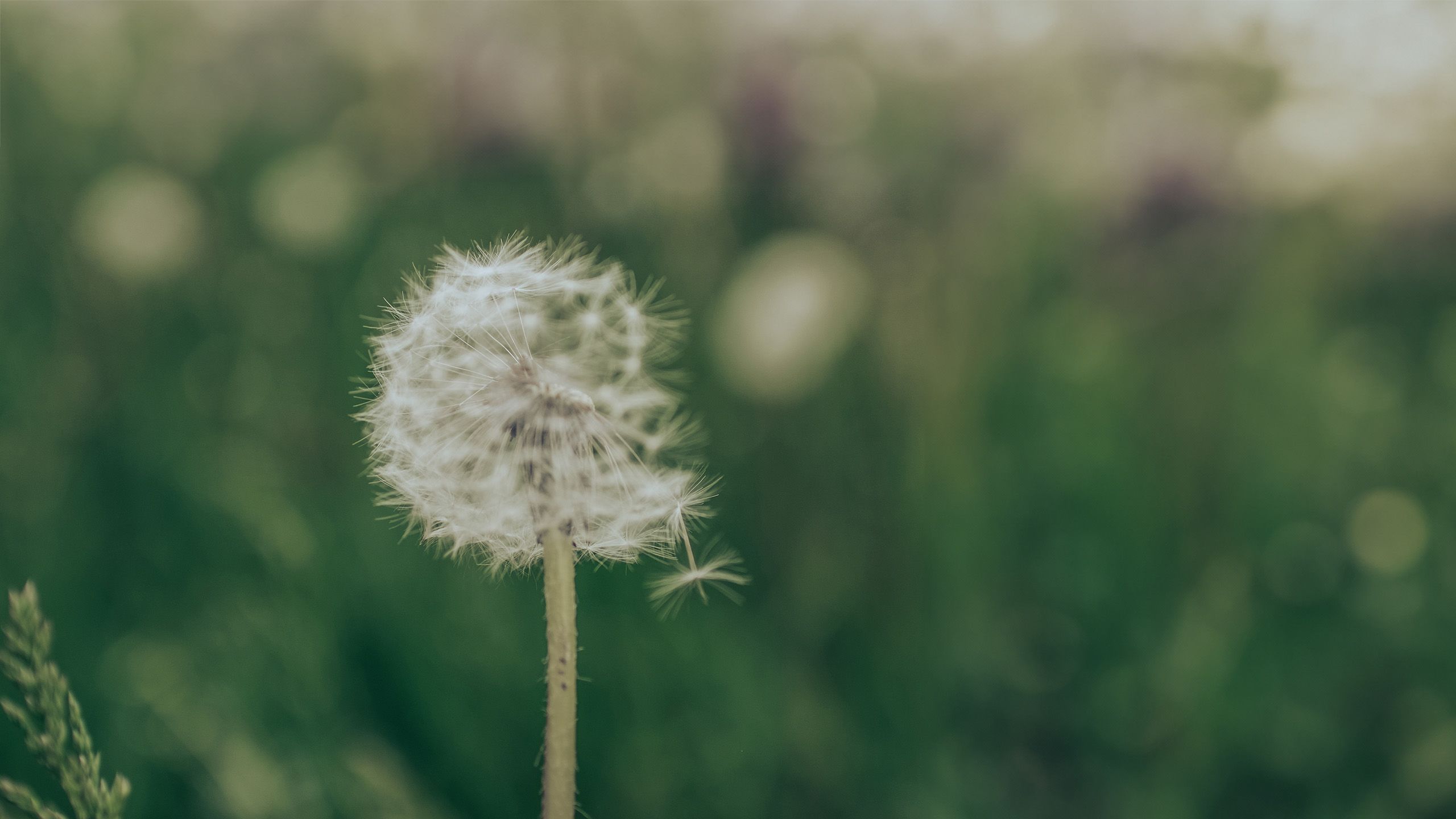 White Dandelion flower on a blurred green background