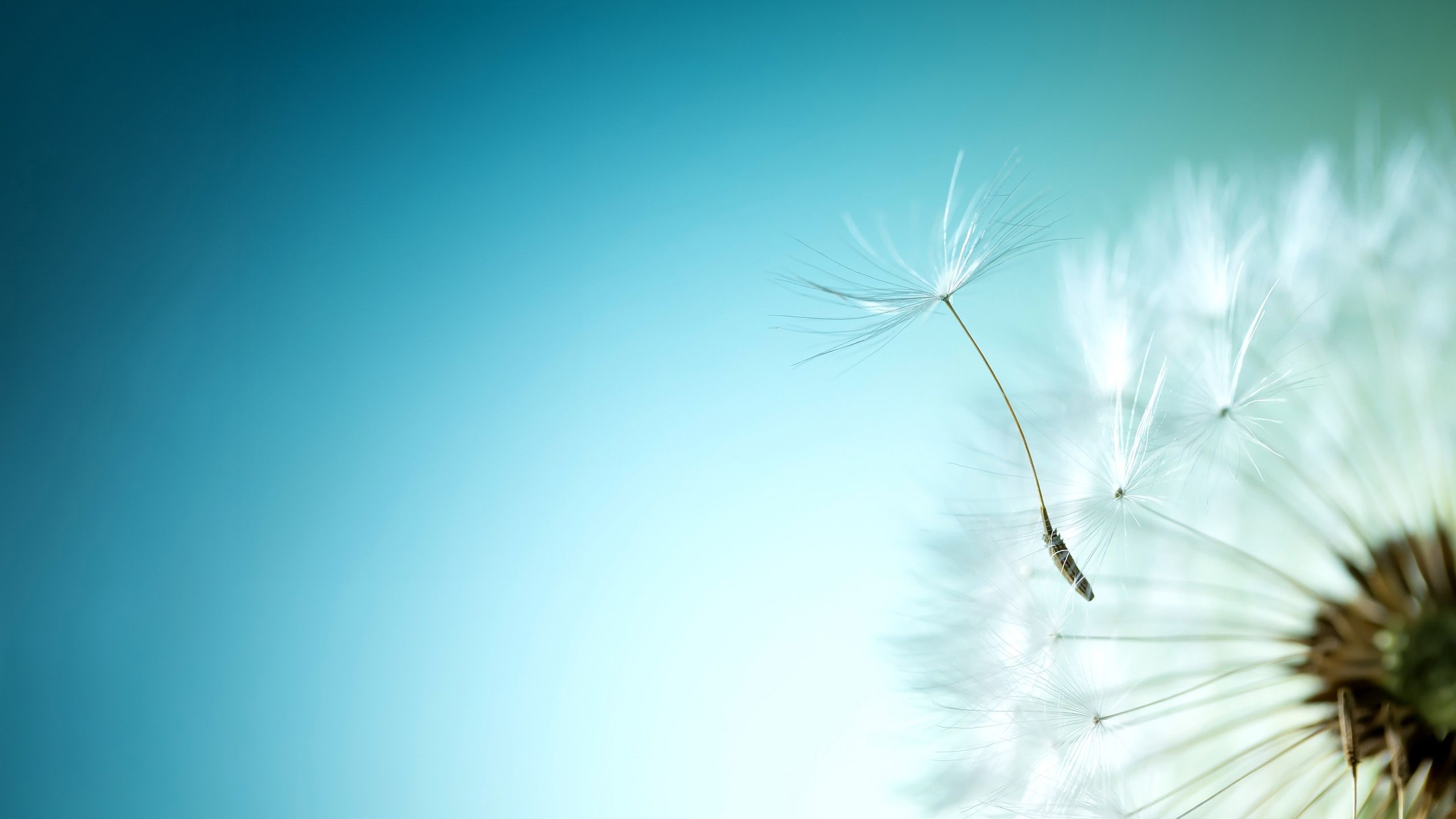 A dandelion flower blowing out onto a light blue background