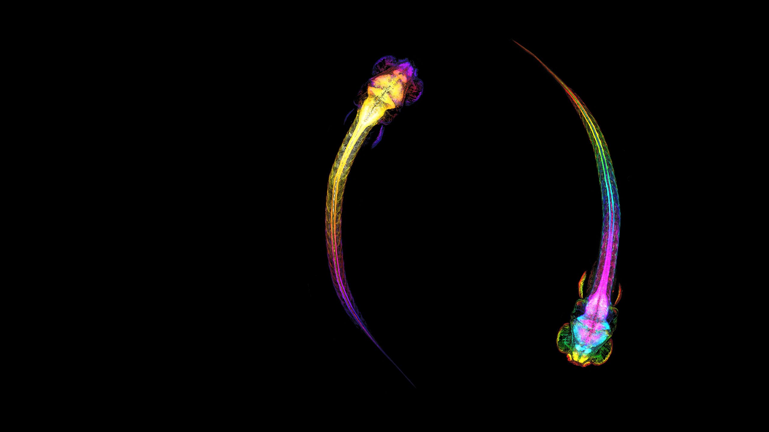 Colourful scans of 2 worm-like creatures with tails