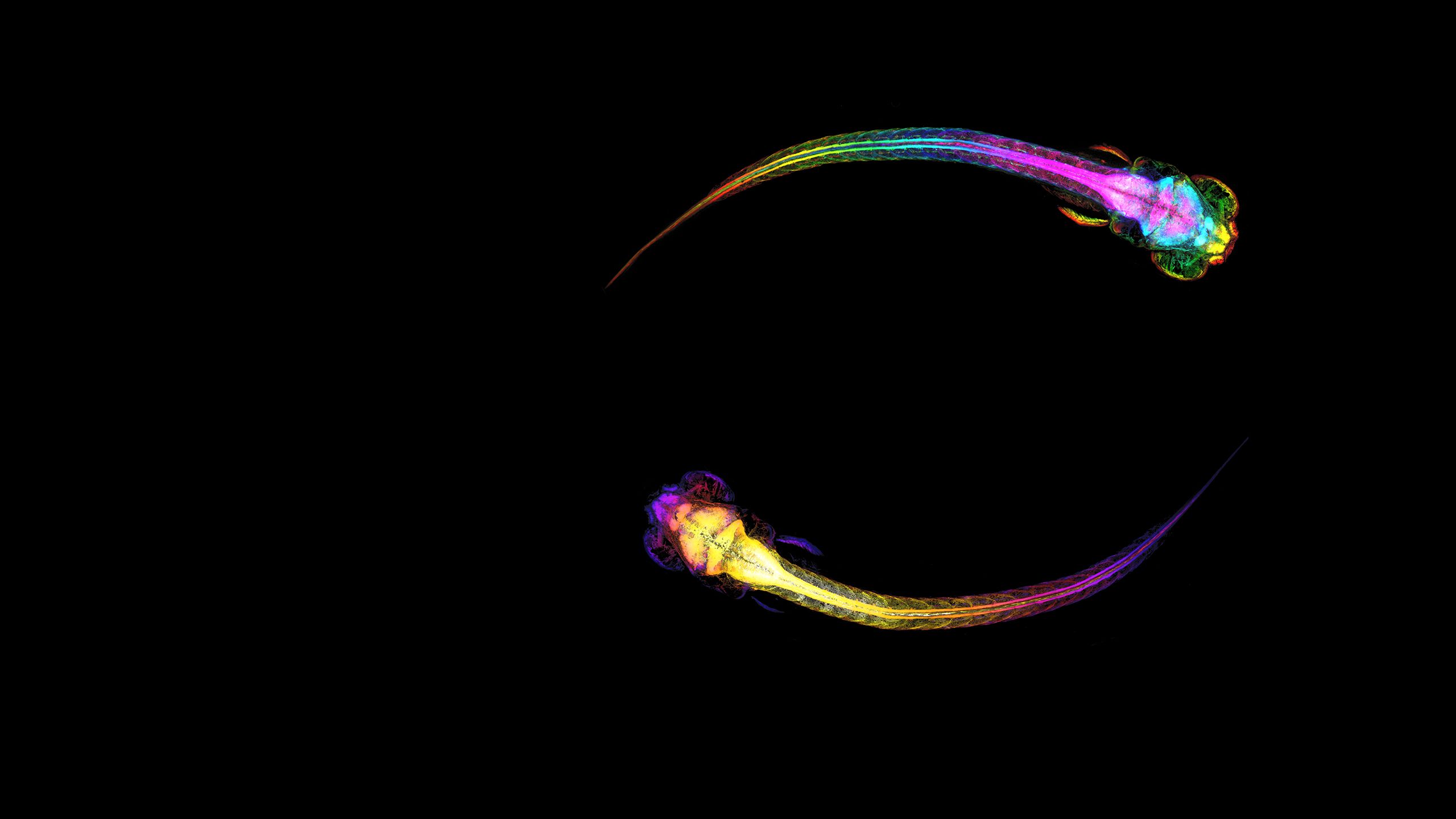 Colourful scans of 2 worm-like creatures with tails