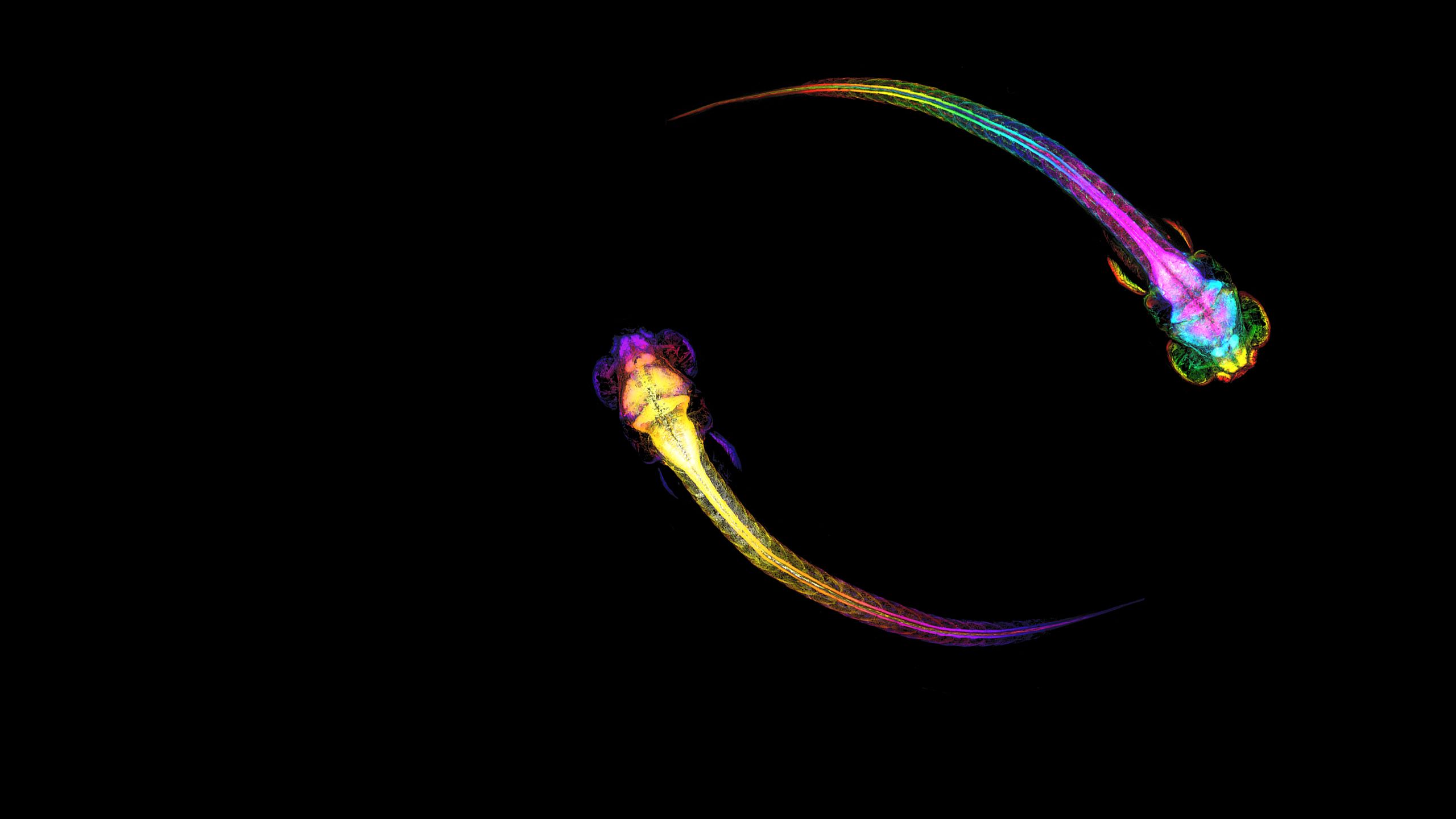 Colourful scans of 2 worm-like creatures with tails