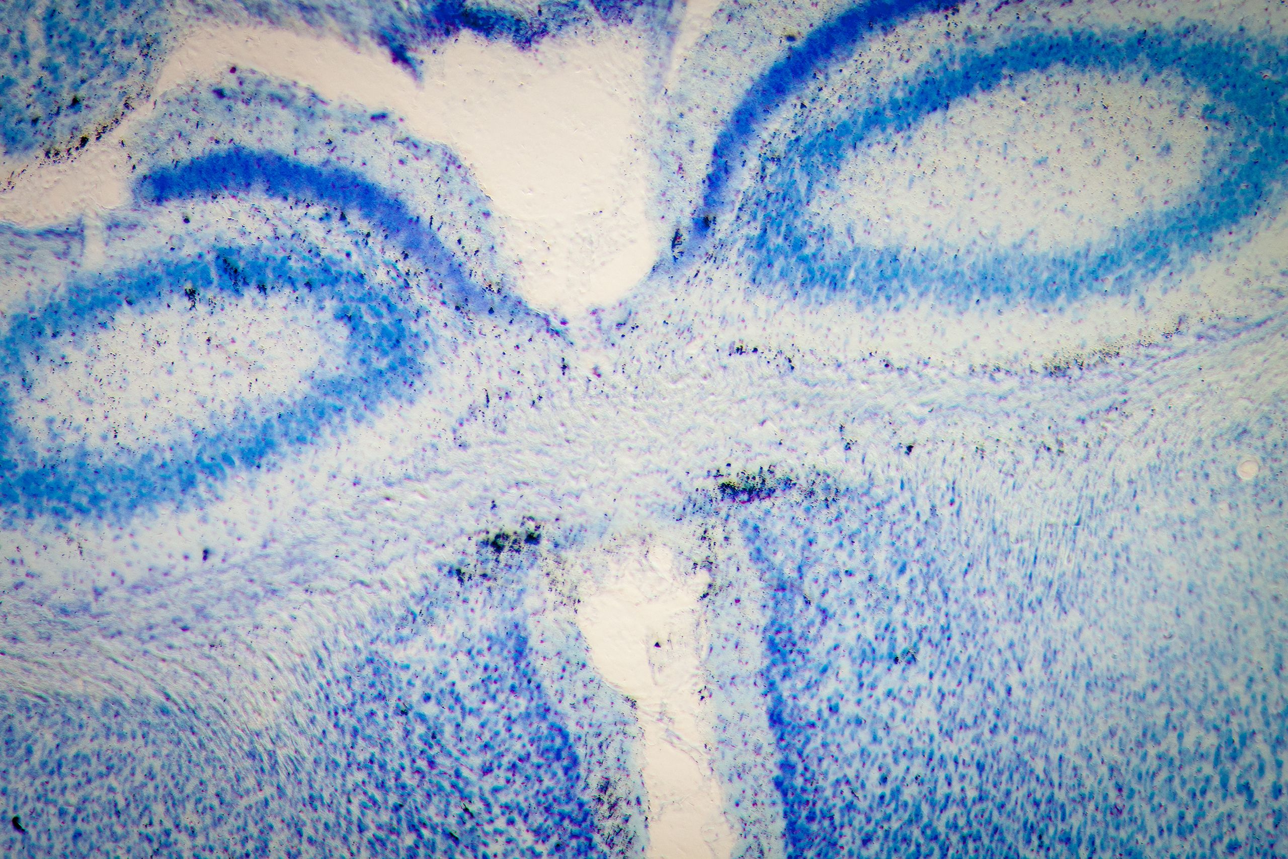 A close-up of cells from a mouse brain