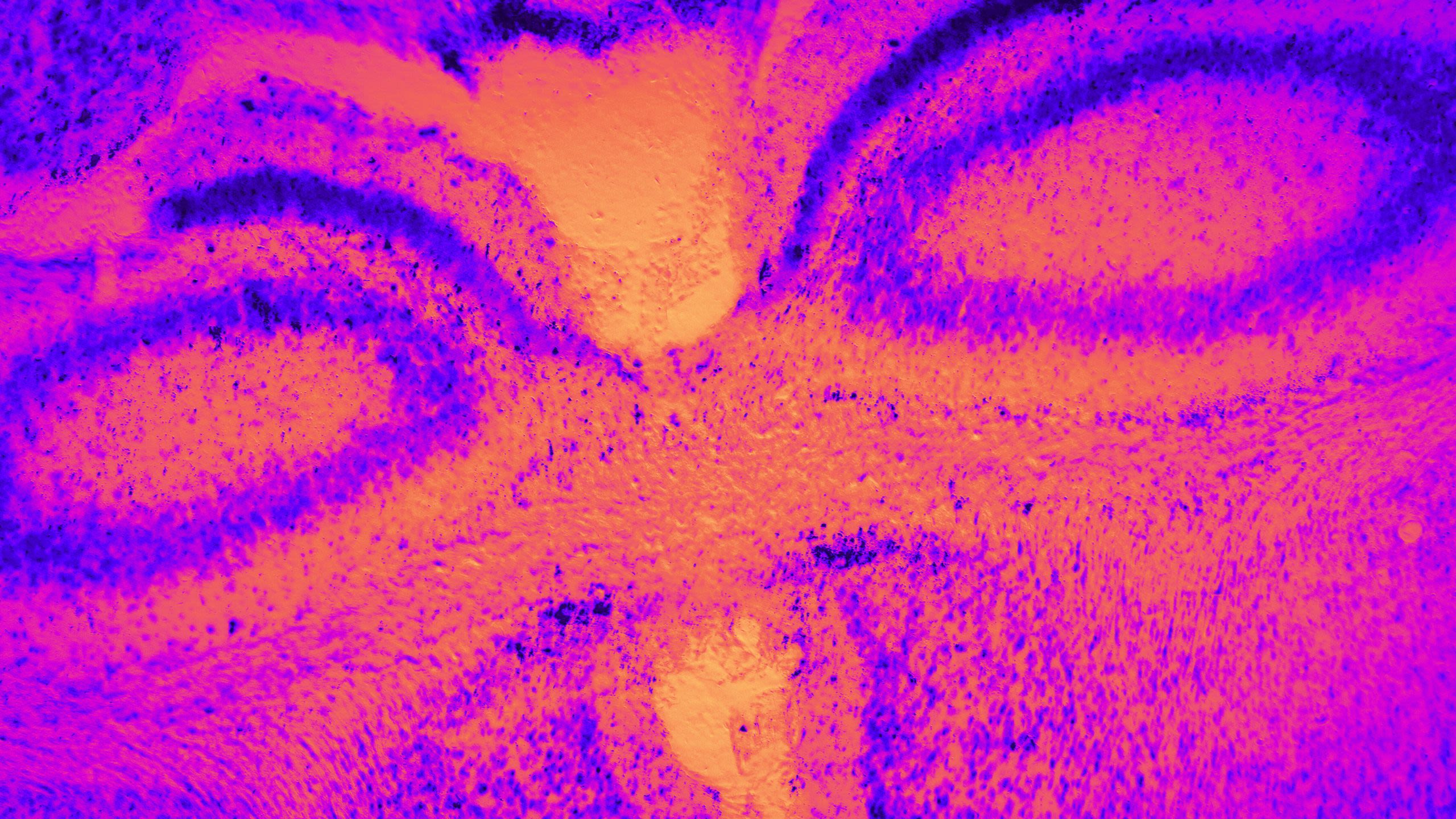A close-up of cells from a mouse brain