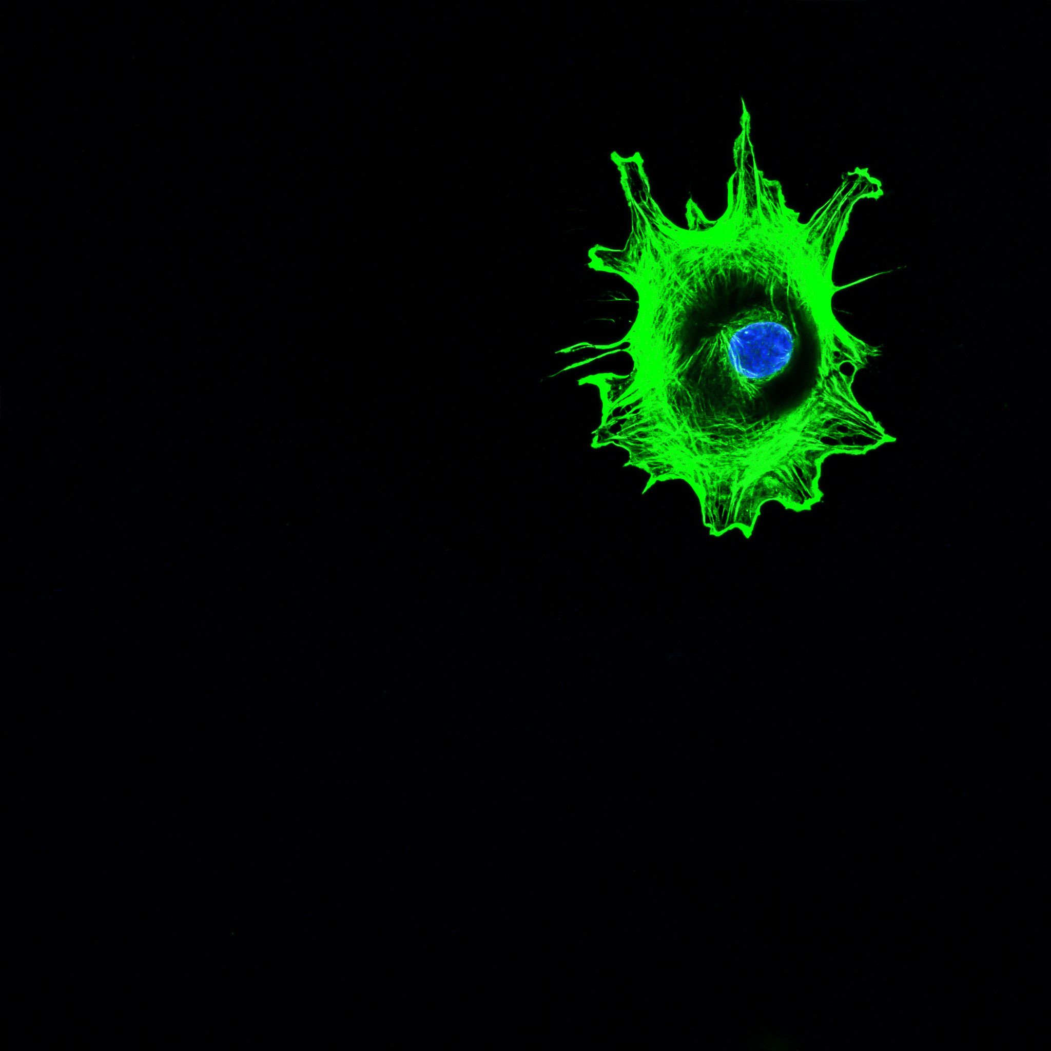 A close-up of a fluorescent green cell with a blue dot in the centre