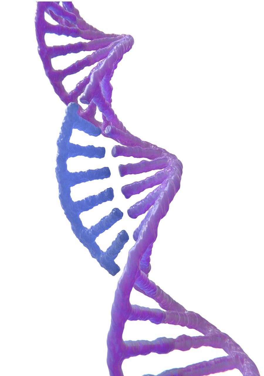 A purple and blue DNA helix on a white background