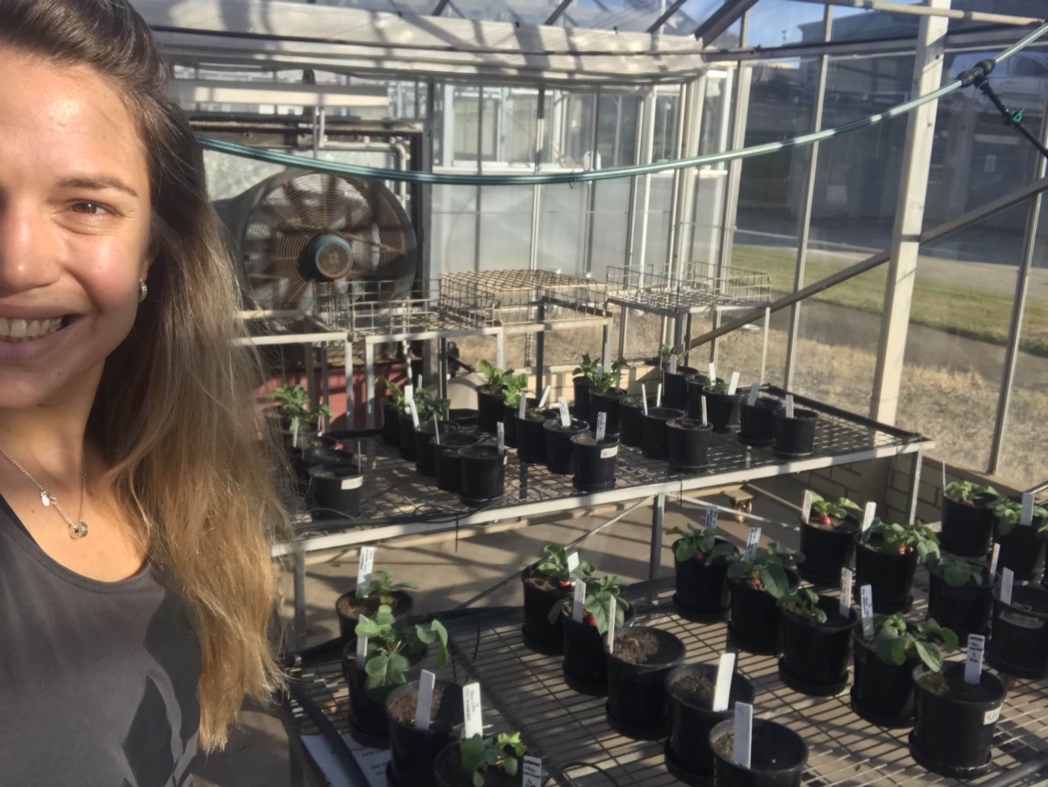 Rosario in a UQ greenhouse with a series of plants as she works on her thesis