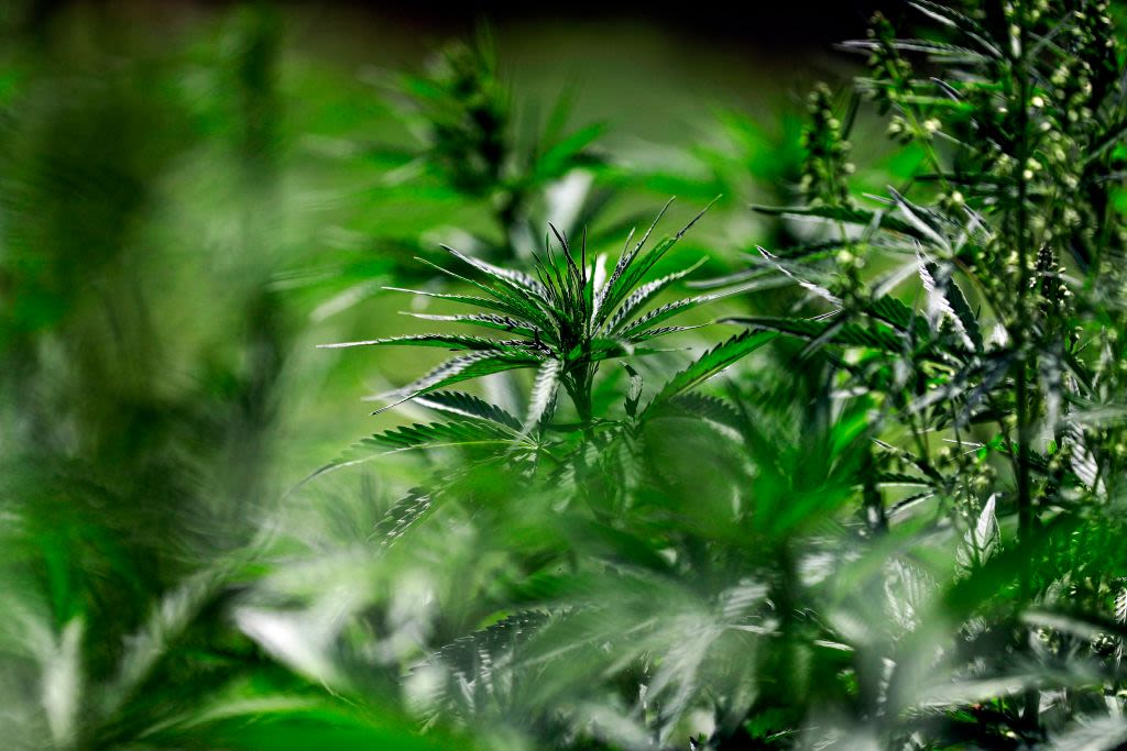 Cannabis plant (Getty image).