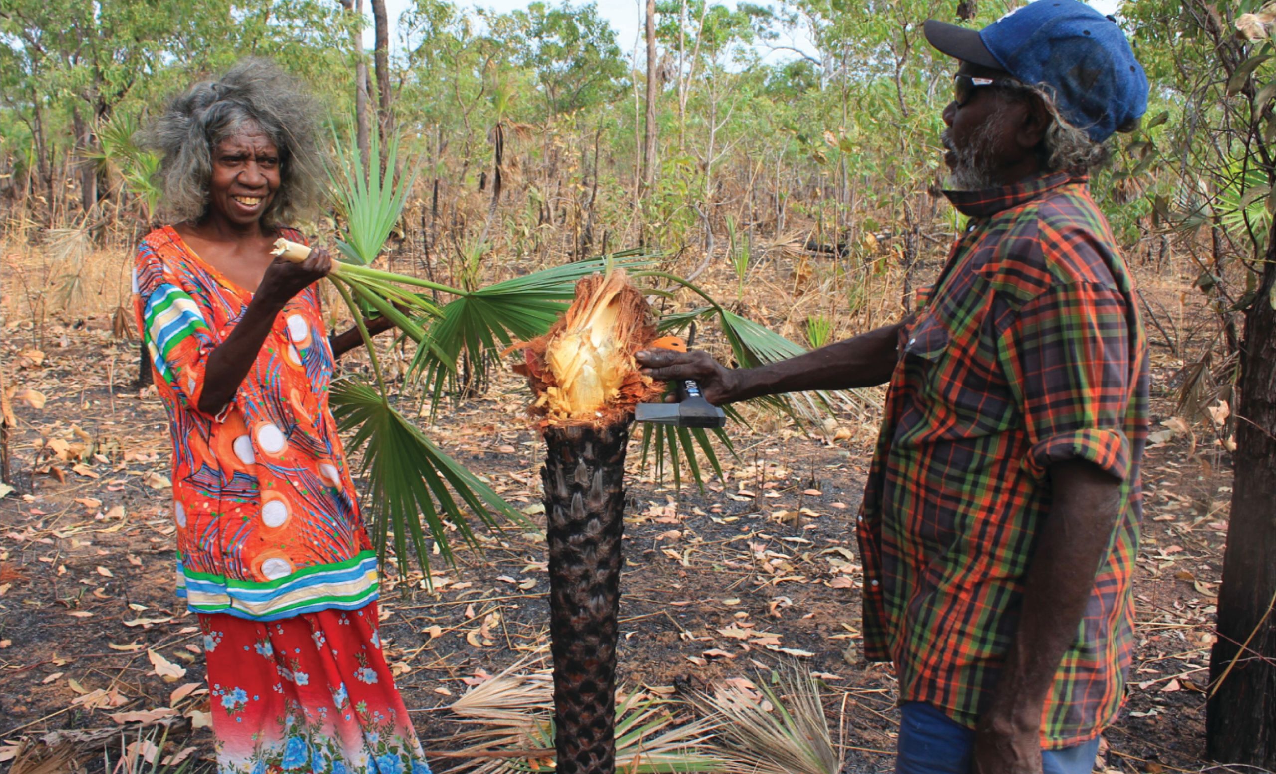 Elders cut palm stem in Arnhem land