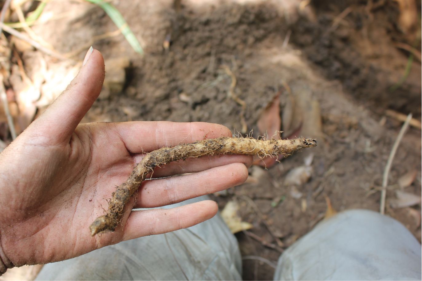 A researcher holds out an underground tuber in their hand