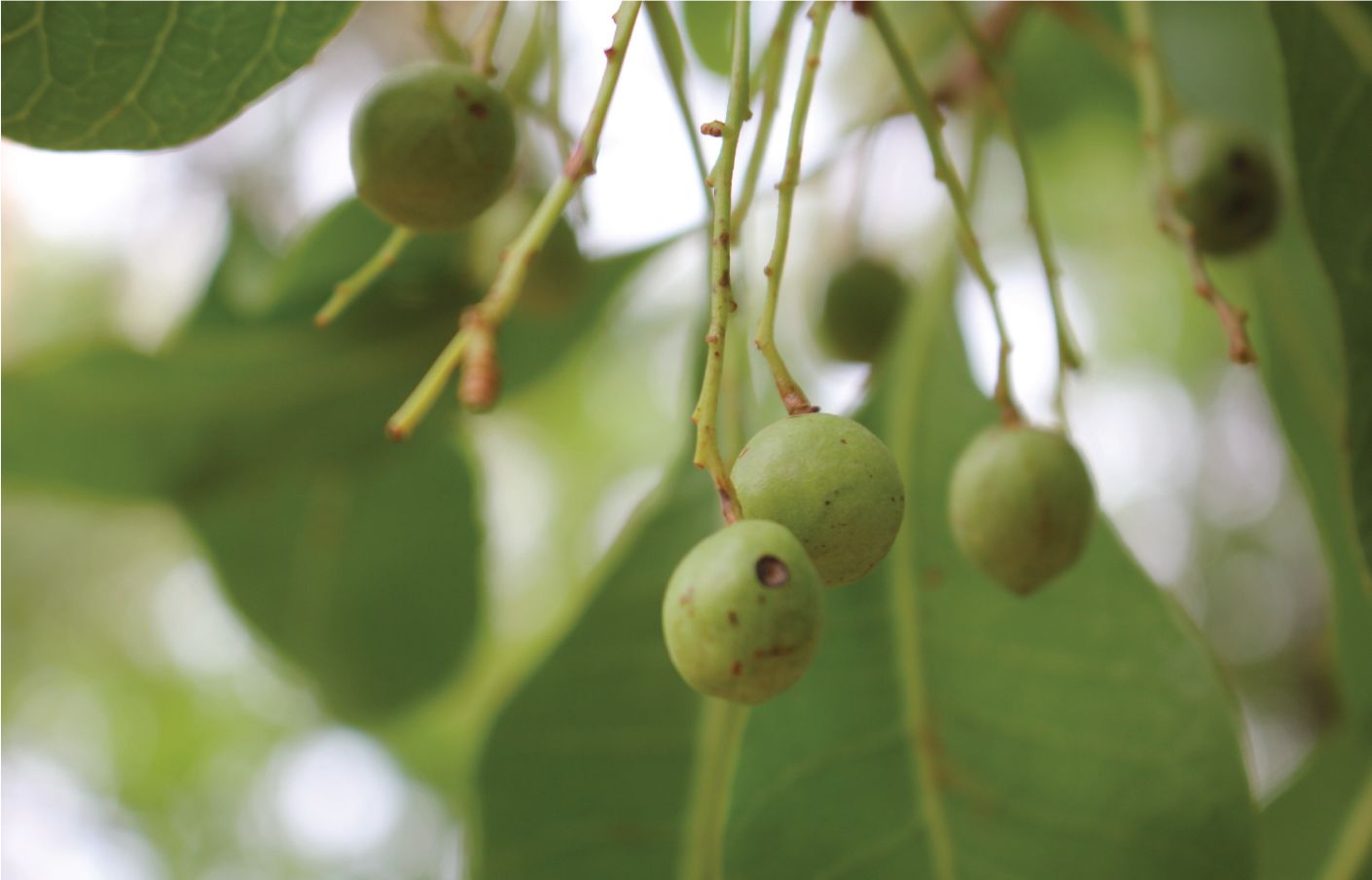 Native trees with fruit