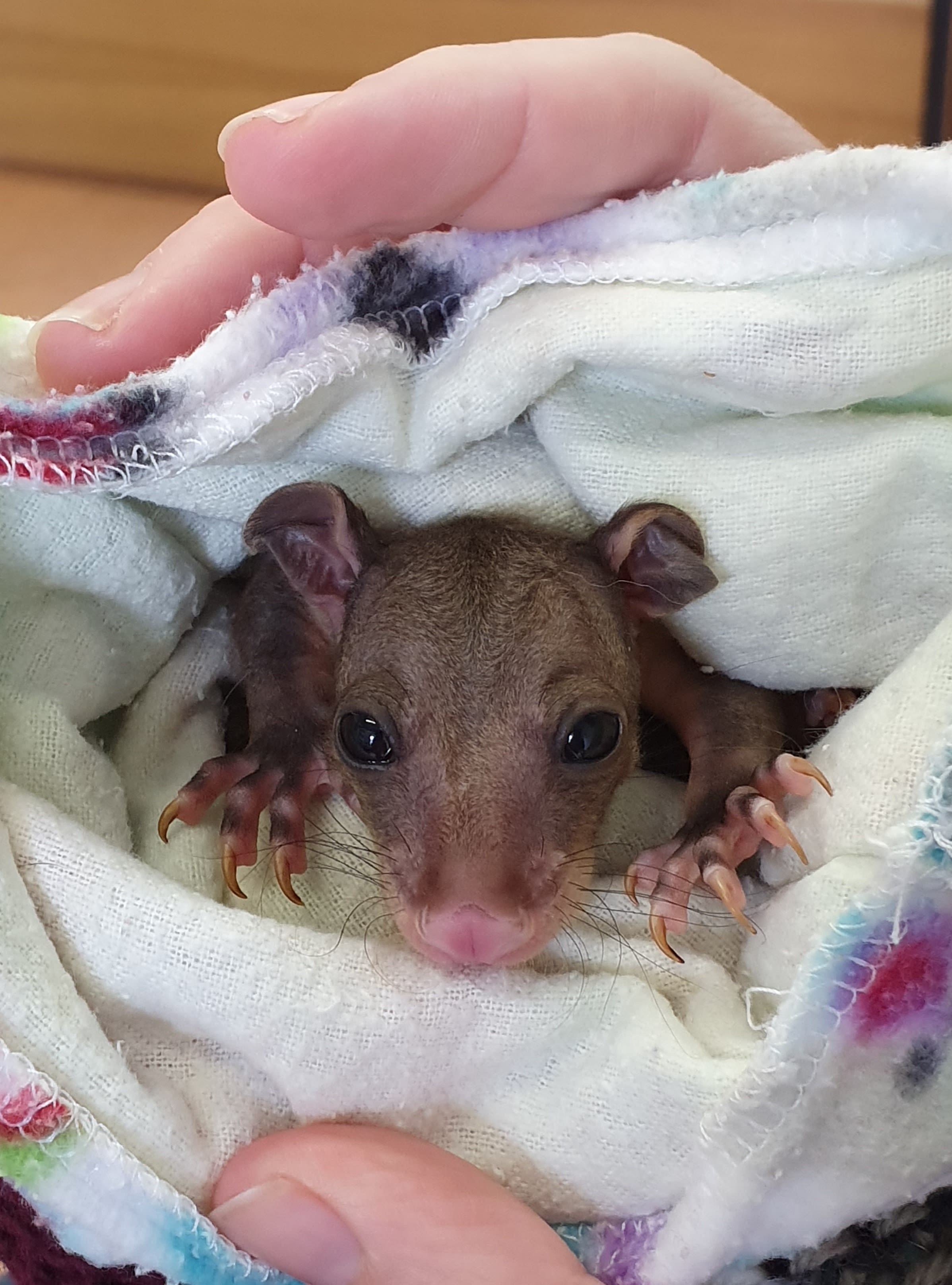 Image of possum in blankets