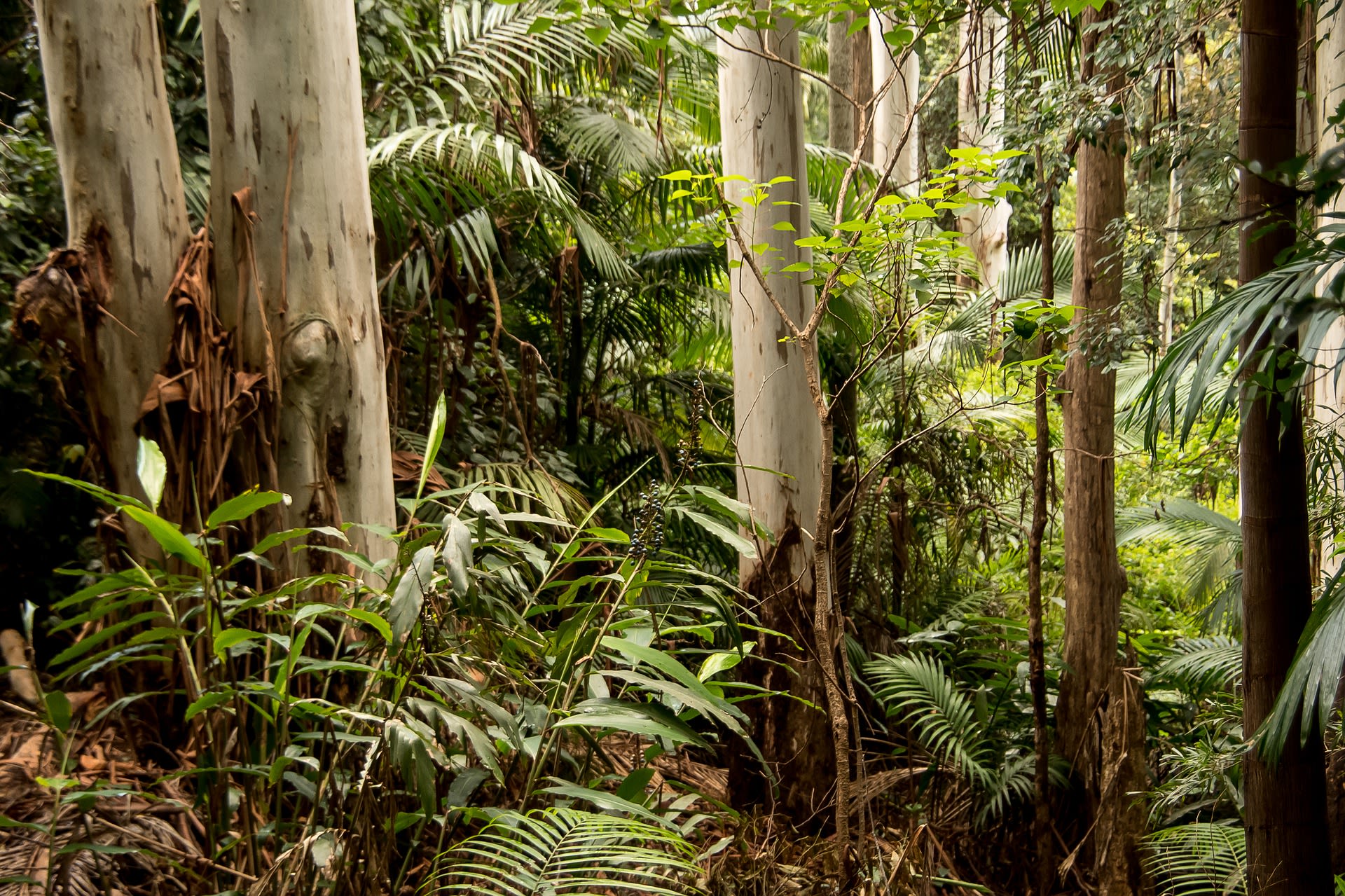 Image of Australian rainforest.