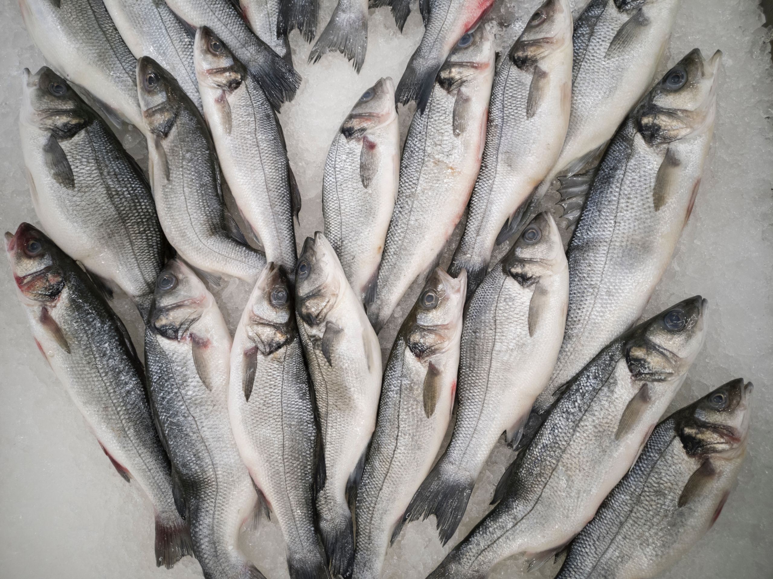 group of fish for sale in seafood market