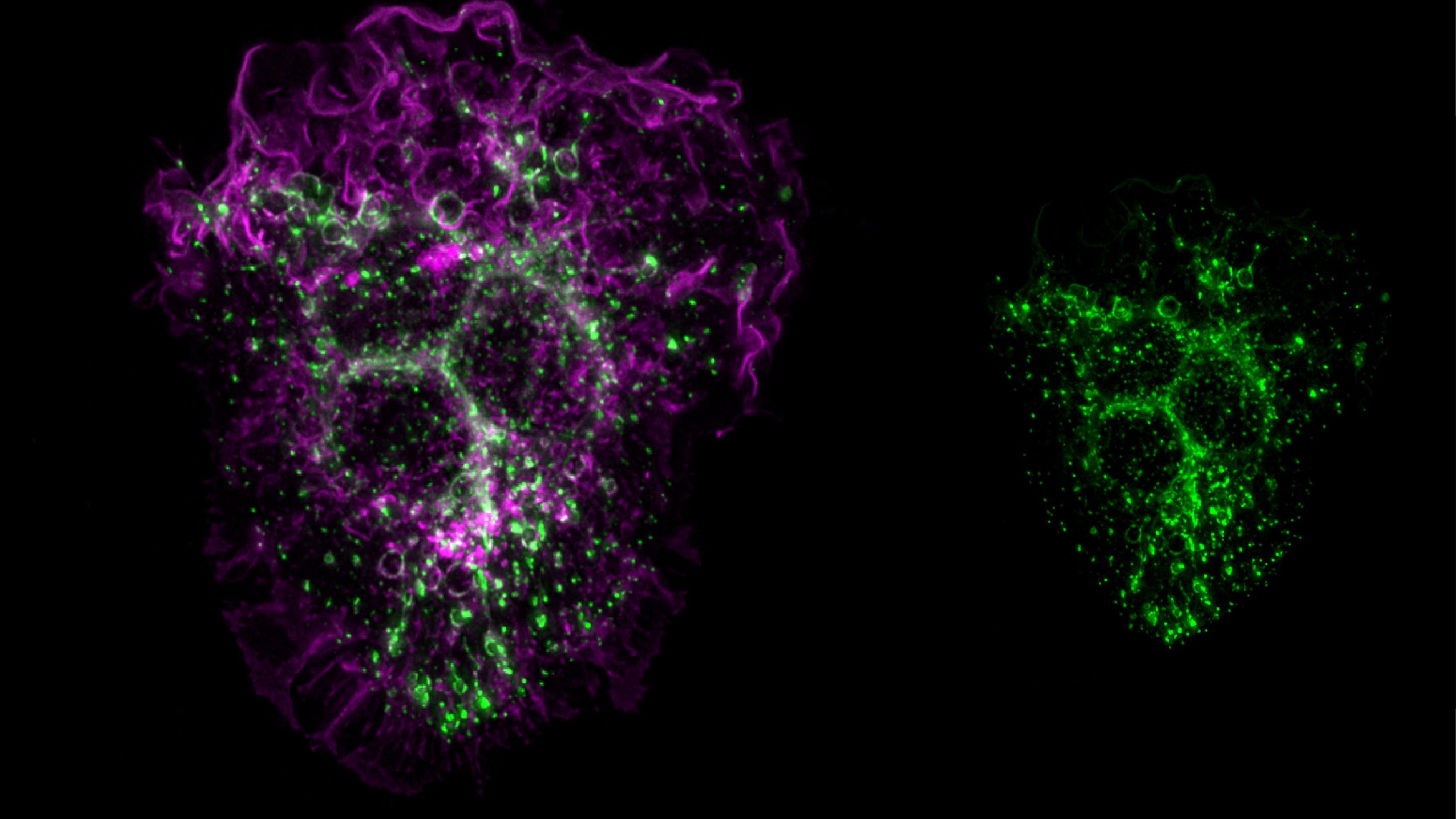 Purple and green cells.