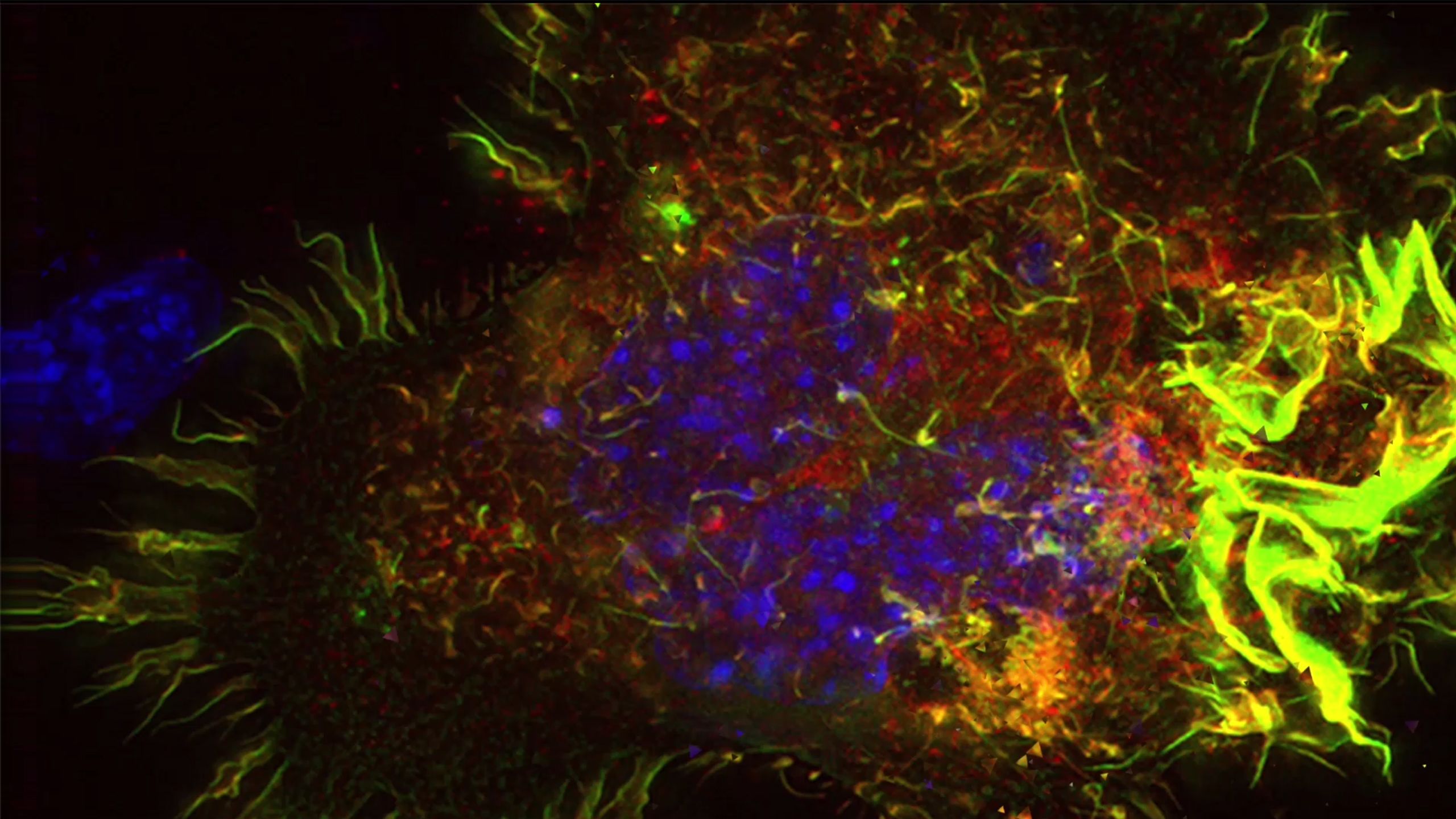 Macrophage in colour (Image: Nicholas Condon).