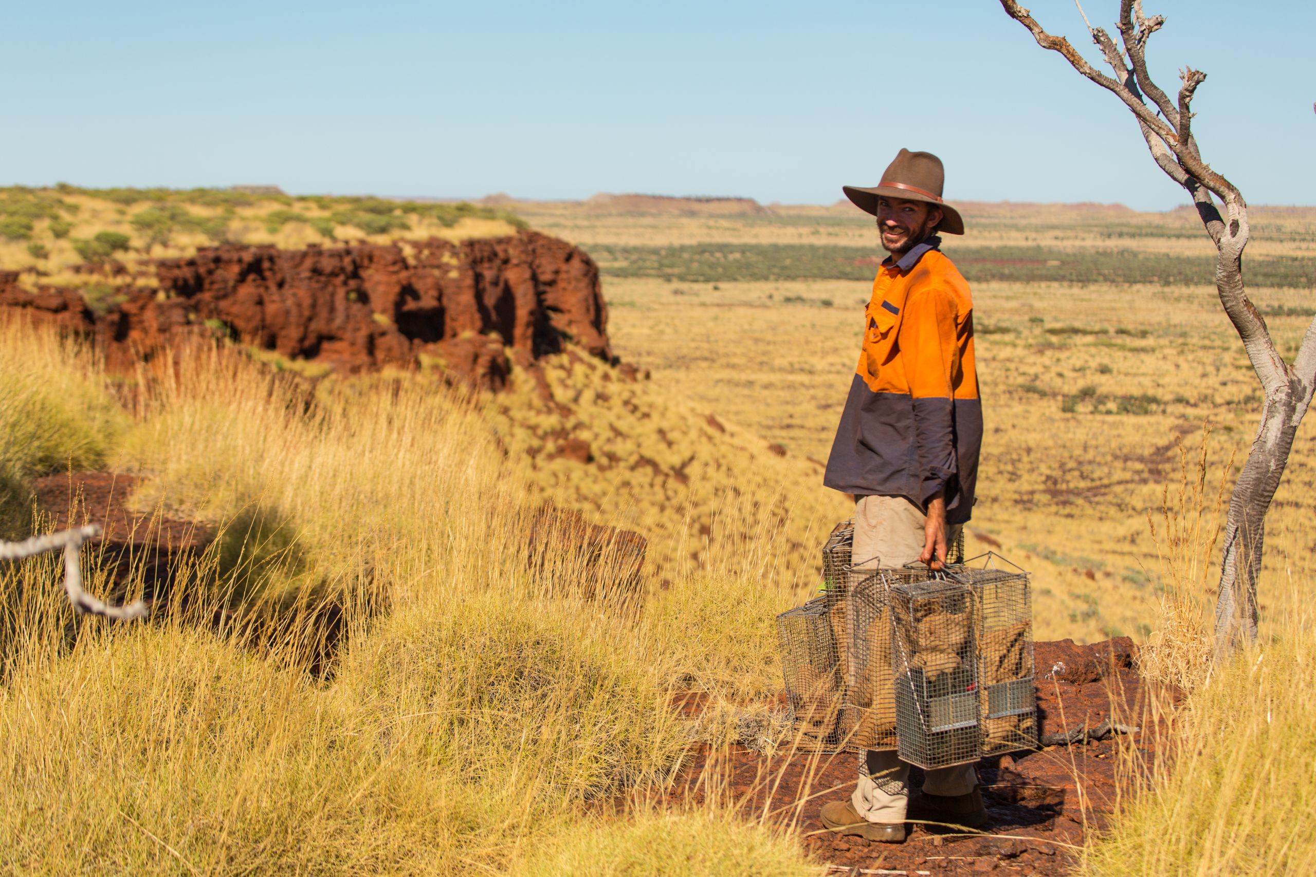 Man holding cat cages in a field near a leafless tree in the Pilbara with red rock formations to the left