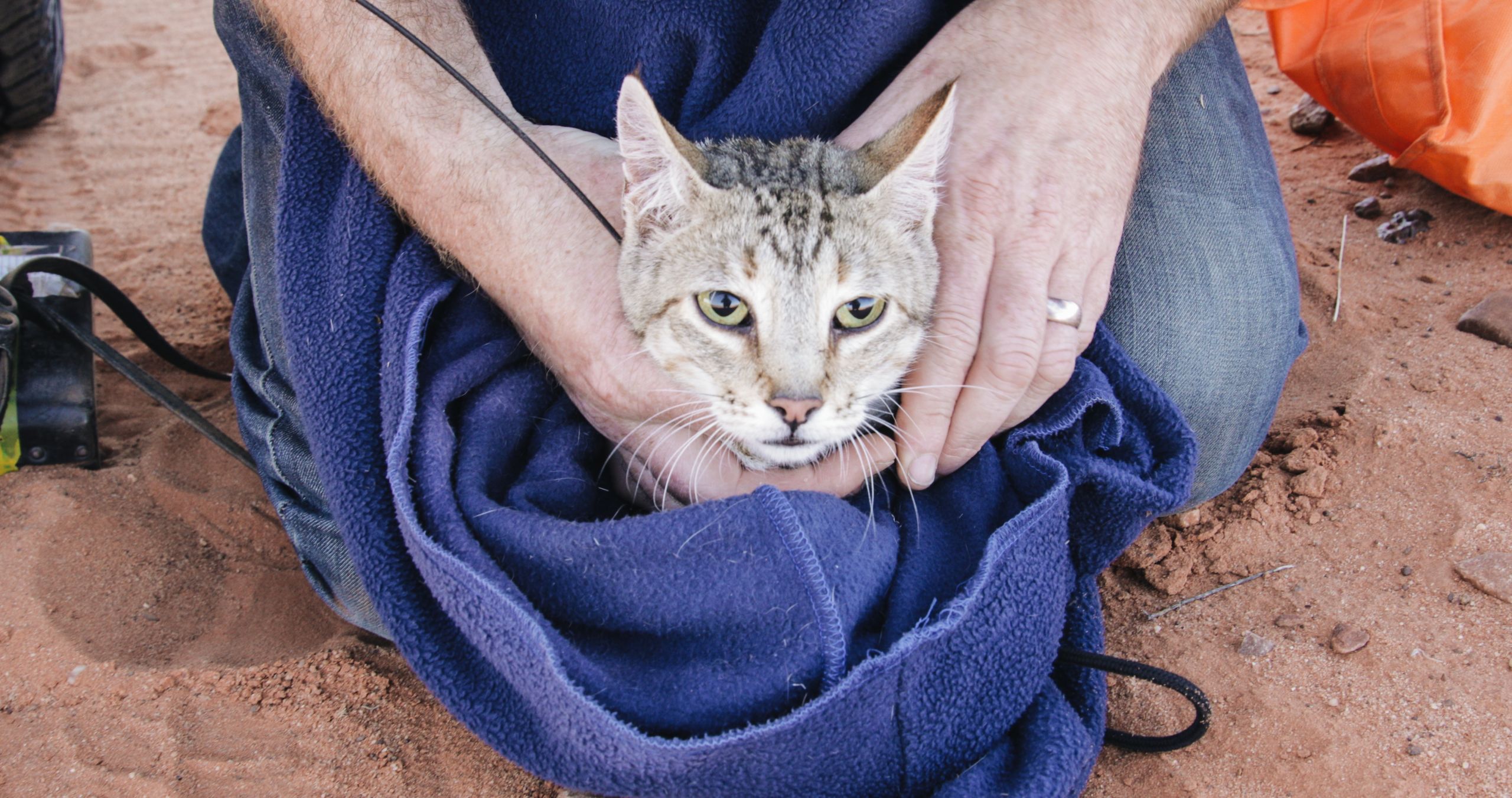 Feral cat wrapped in blue towel being held by kneeling man