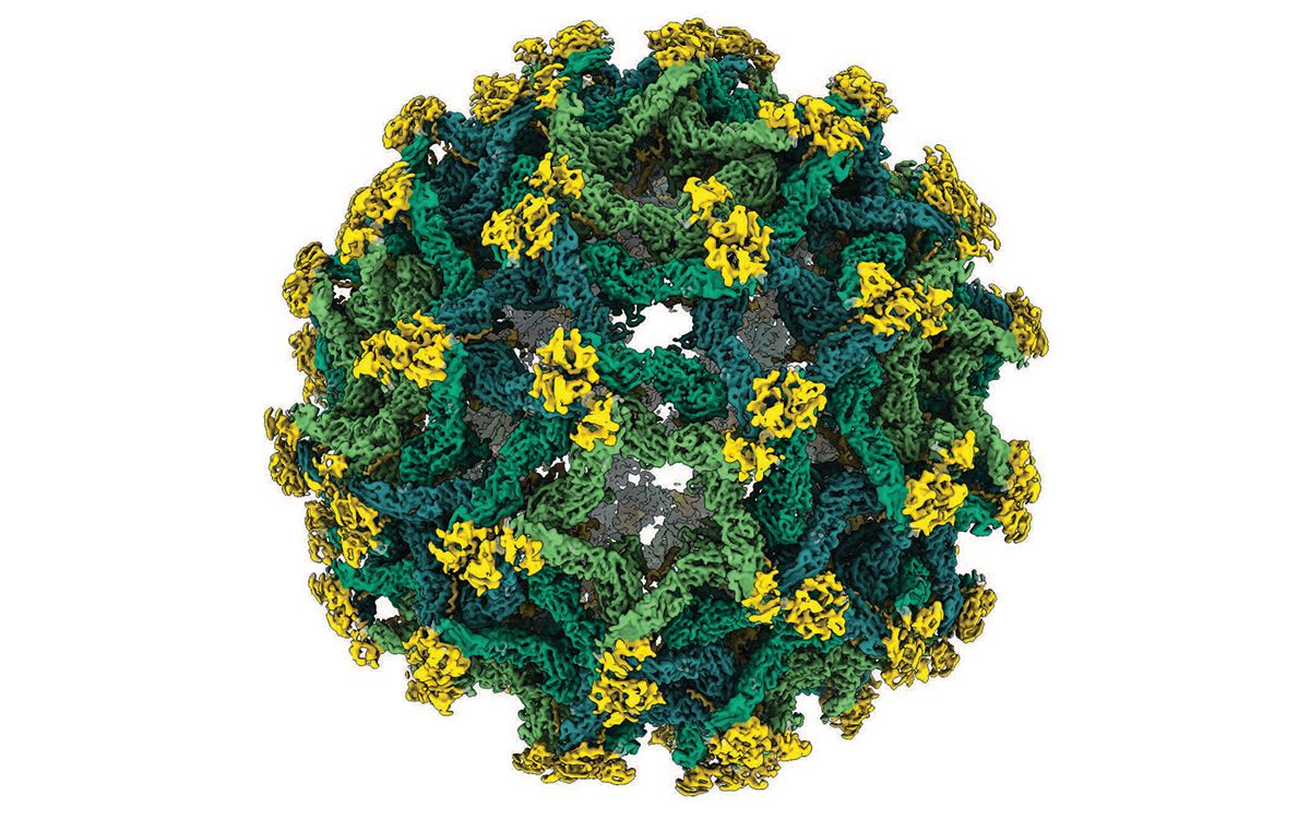 A reconstruction of the virus analysed by the research team. It is yellow and green in colour, and circular