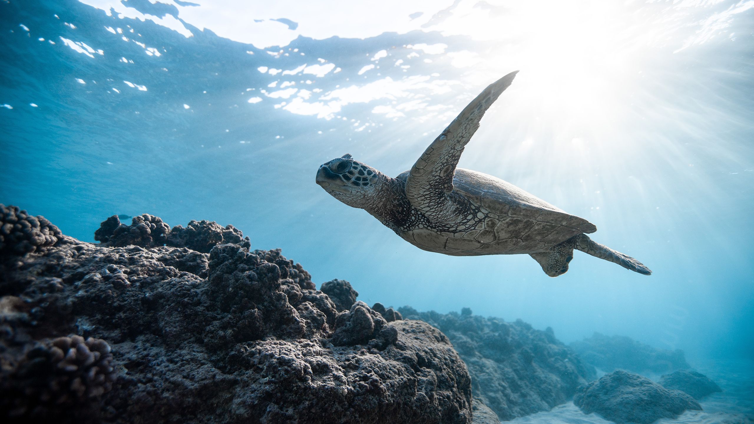 Turtle swimming through the ocean.(Credit: Jeremy Bishop)