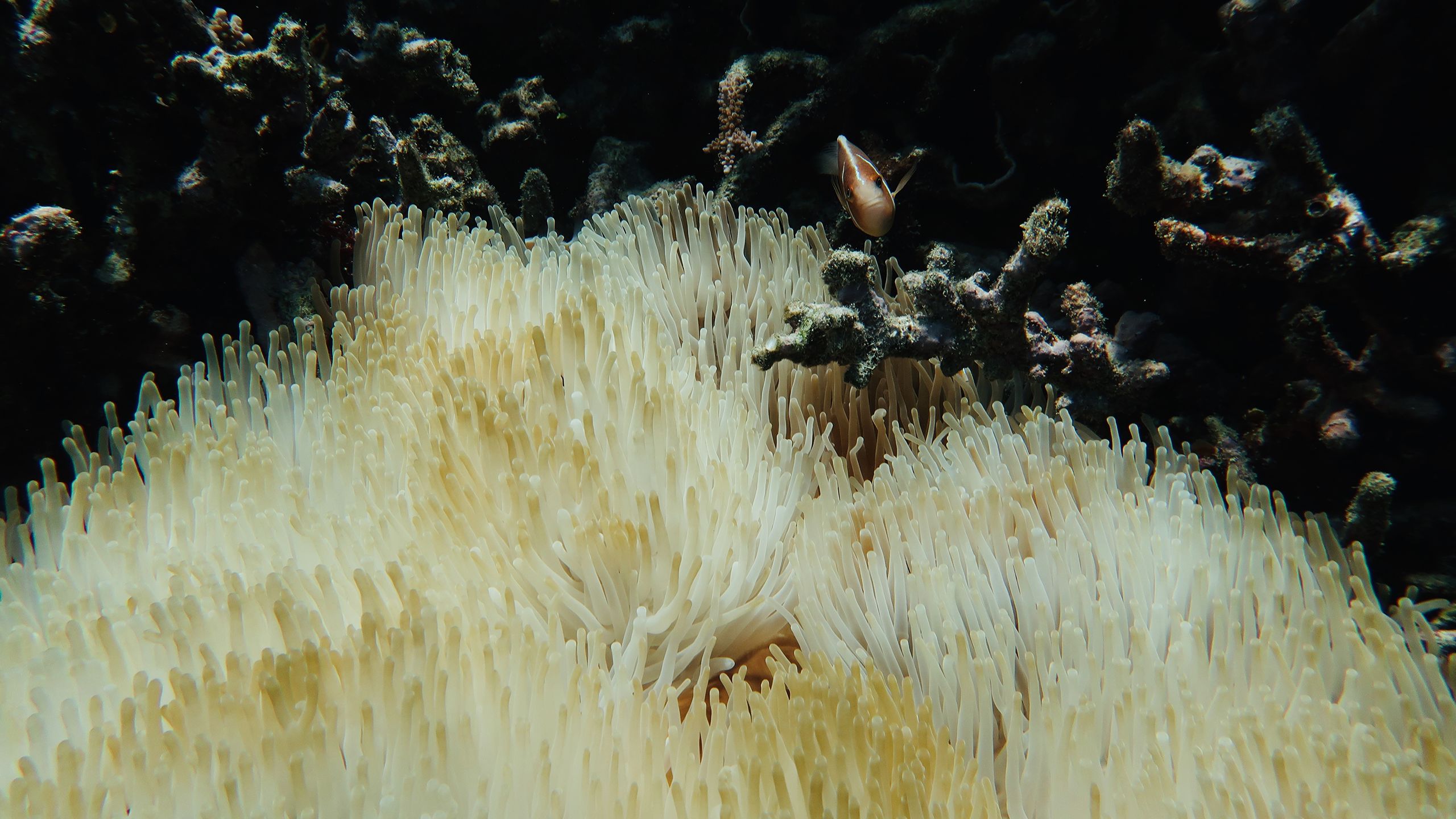Clownfish swimming around coral