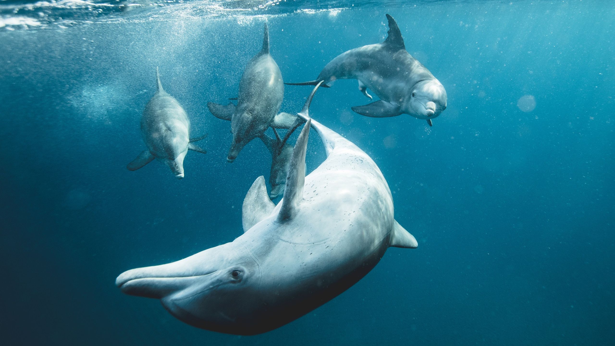 Four dolphins swimming underwater. (Credit: Kira Louw)